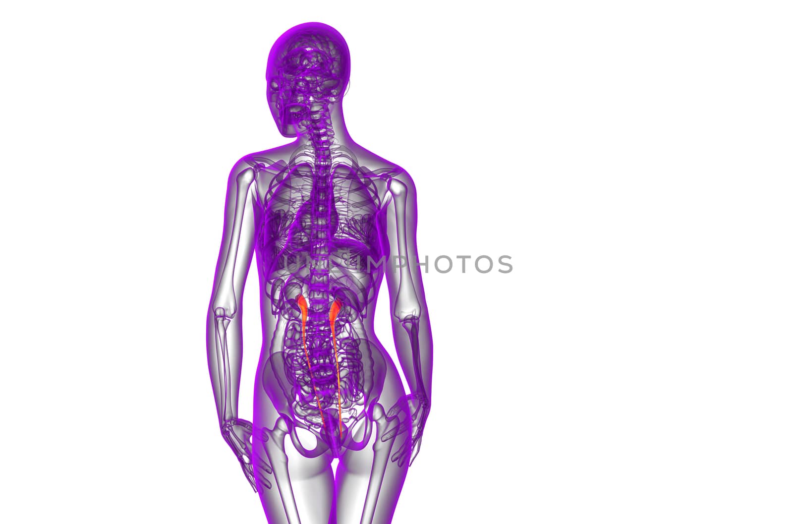 3d render medical illustration of the ureter - back view