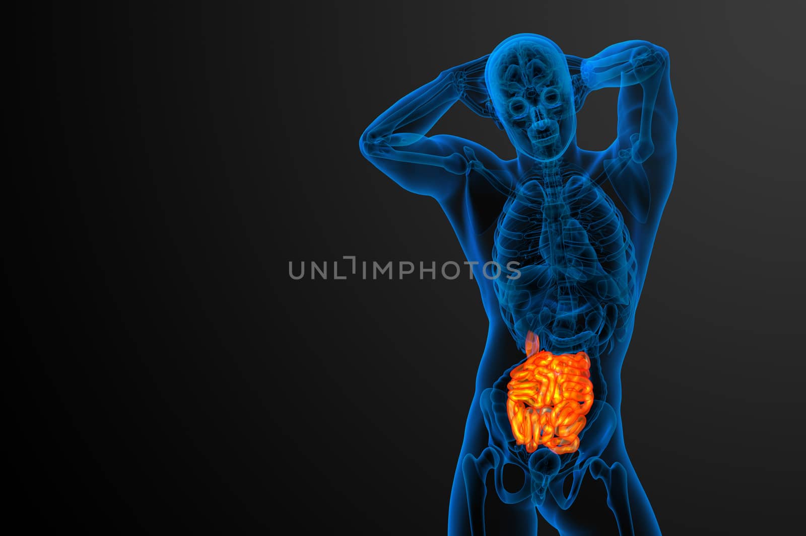 3d rendered illustration of the small intestine - front view