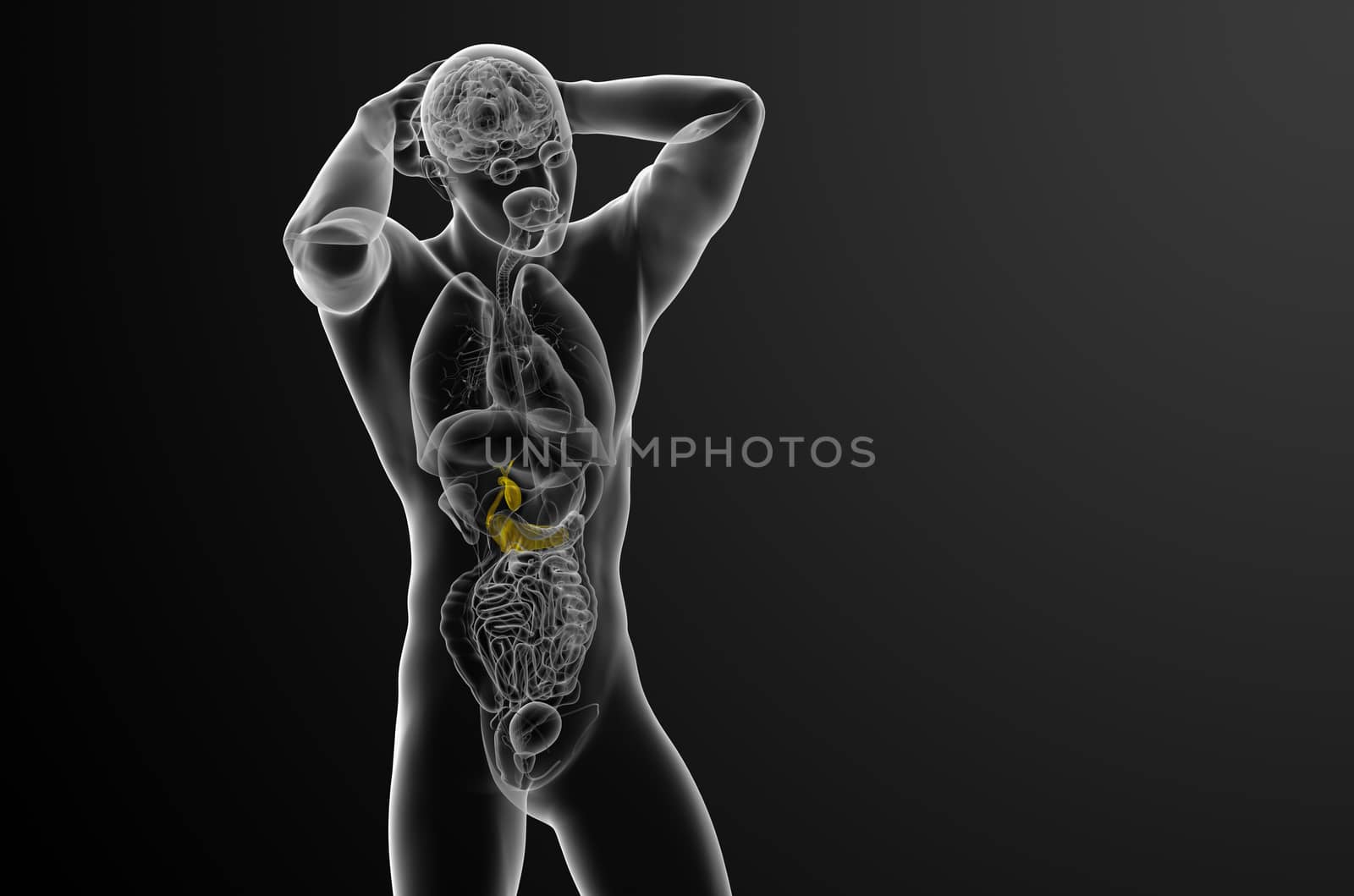 3d render medical illustration of the gallblader and pancrease - front view