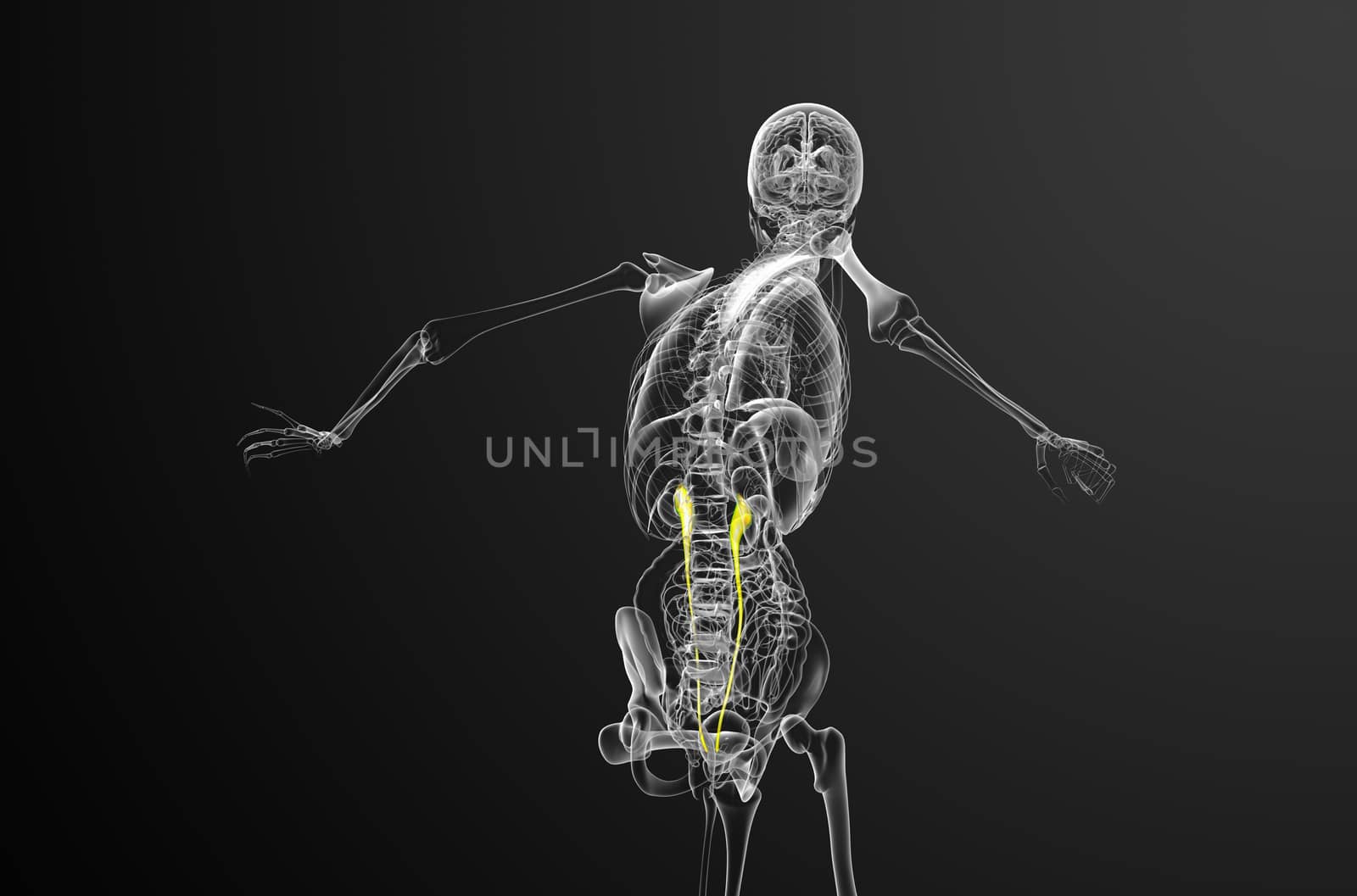 3d render medical illustration of the ureter - back view