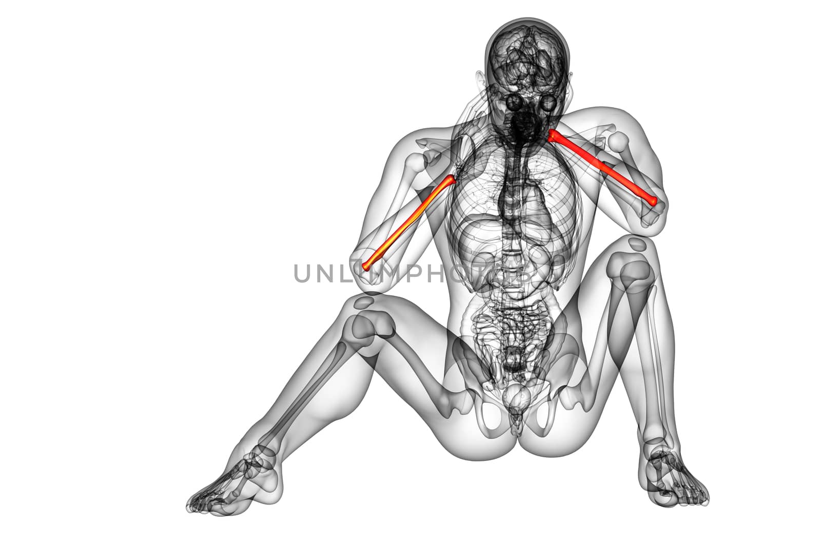 3d render medical illustration of the radius bone - front view