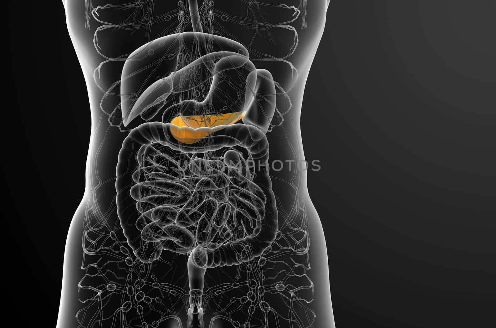 3d render medical illustration of the gallblader and pancrease - front view