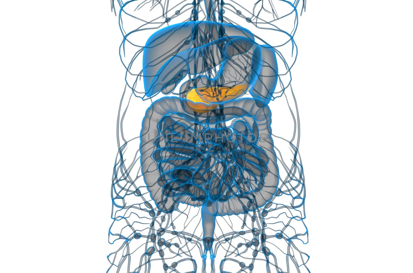 3d render medical illustration of the gallblader and pancrease - front view