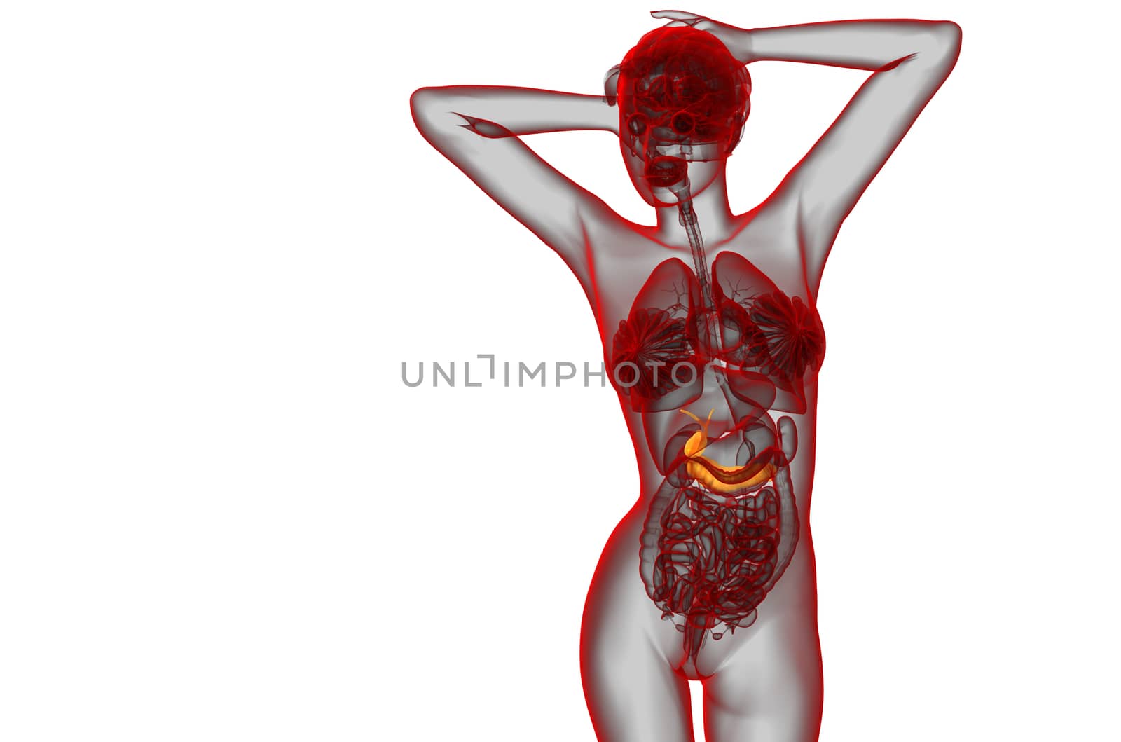 3d render medical illustration of the gallblader and pancrease - front view