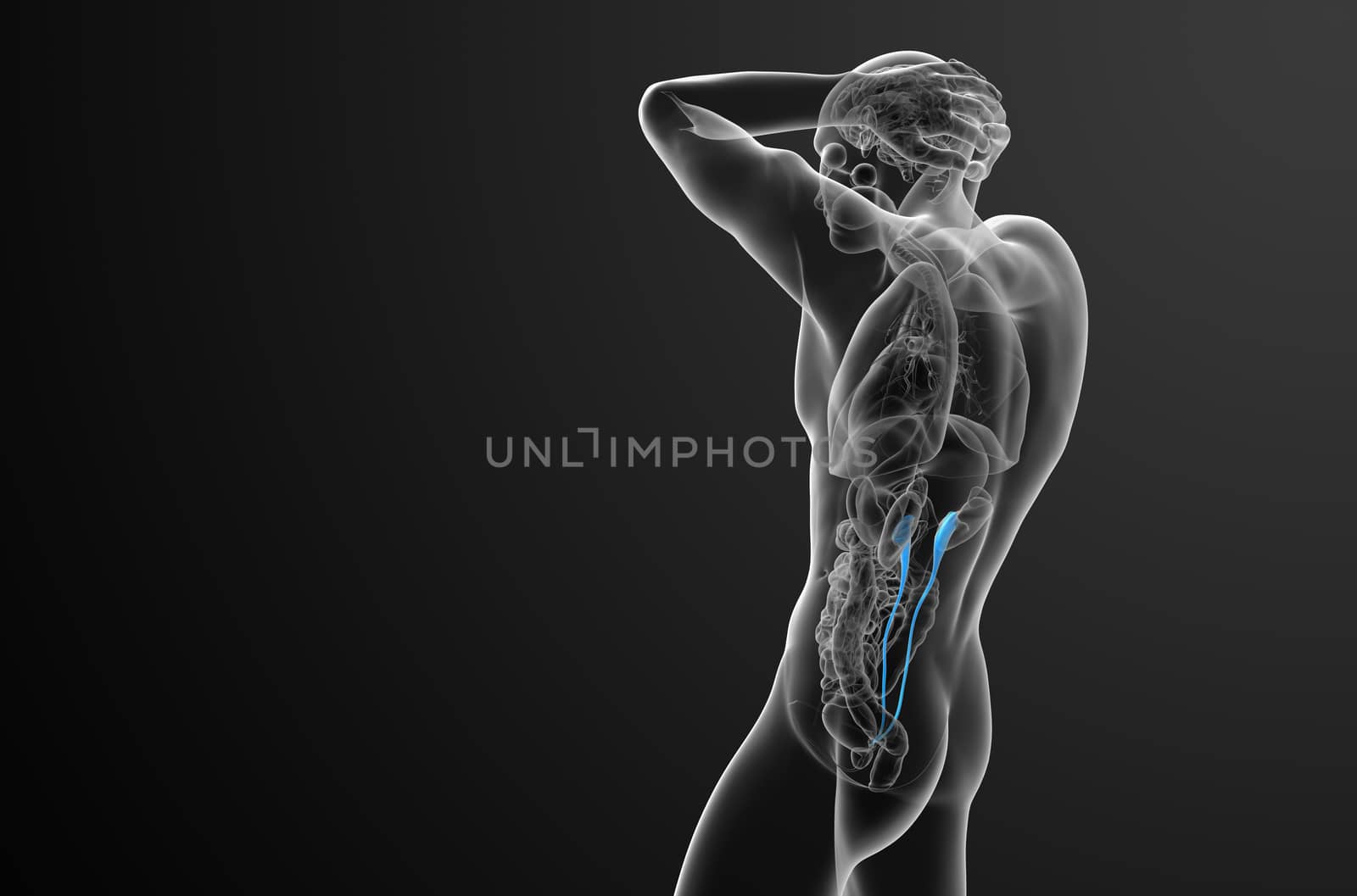 3d render medical illustration of the ureter - side view