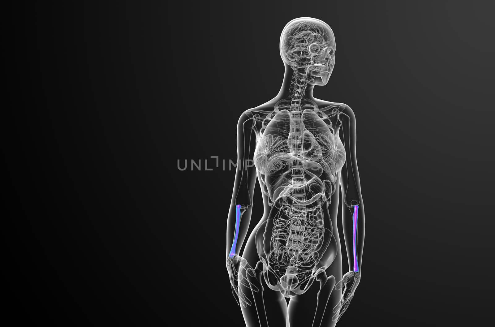 3d render medical illustration of the radius bone - front view