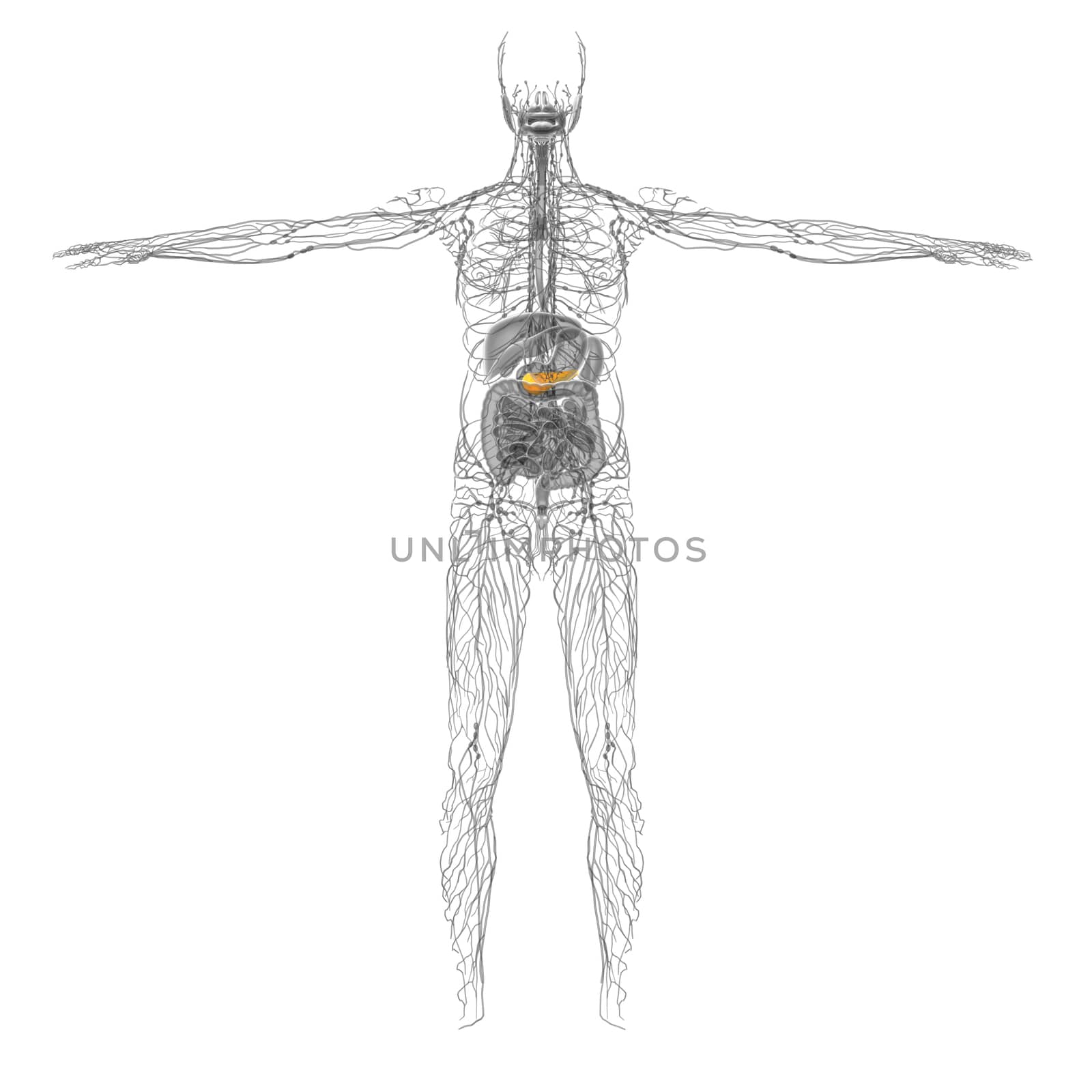 3d render medical illustration of the gallblader and pancrease - front view