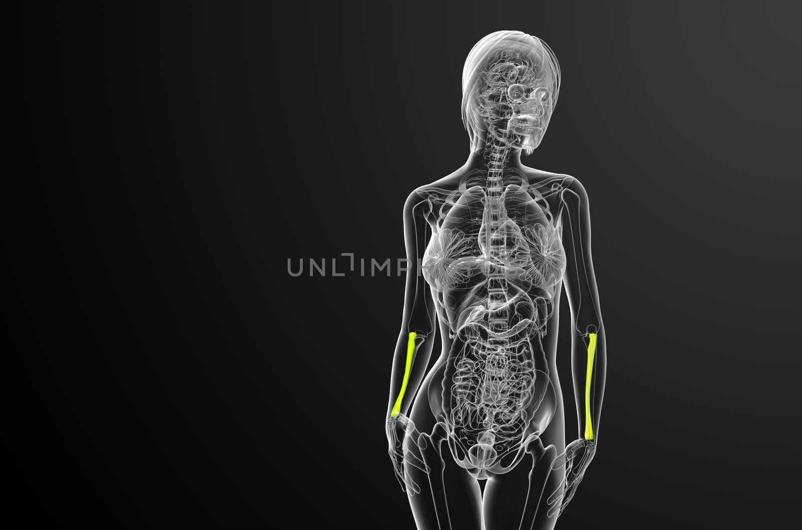 3d render medical illustration of the radius bone - front view