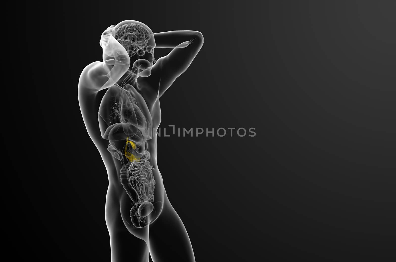 3d render medical illustration of the gallblader and pancrease - side view