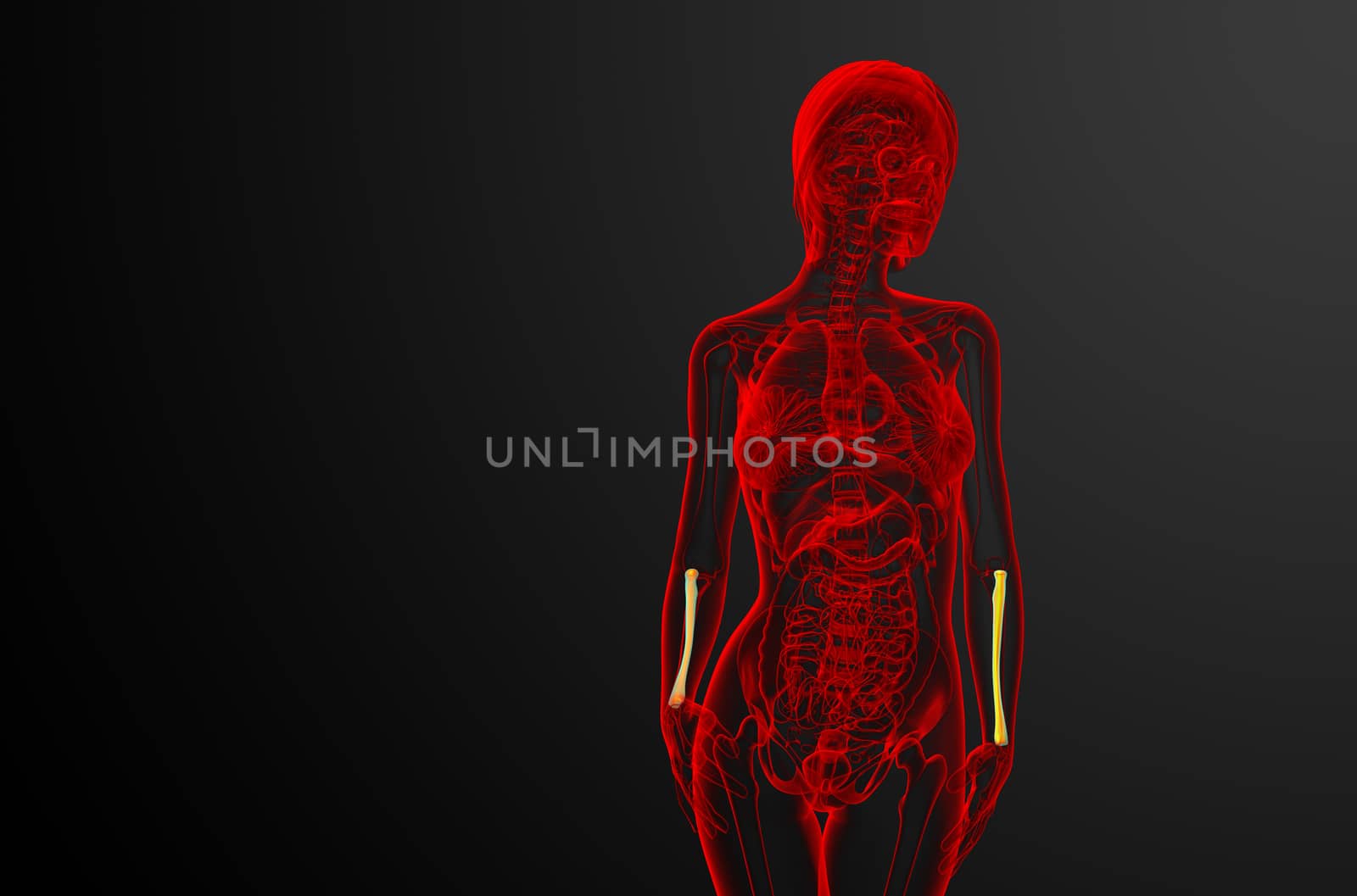 3d render medical illustration of the radius bone - front view