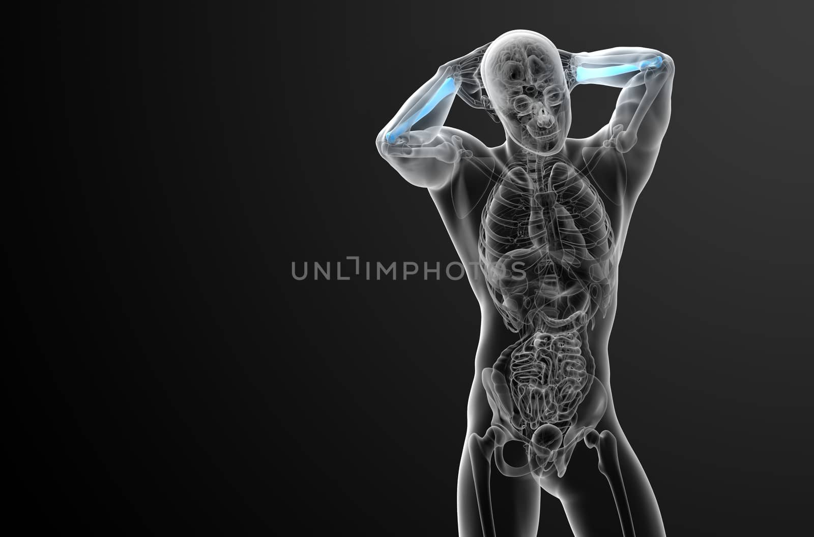 3d render medical illustration of the radius bone - front view