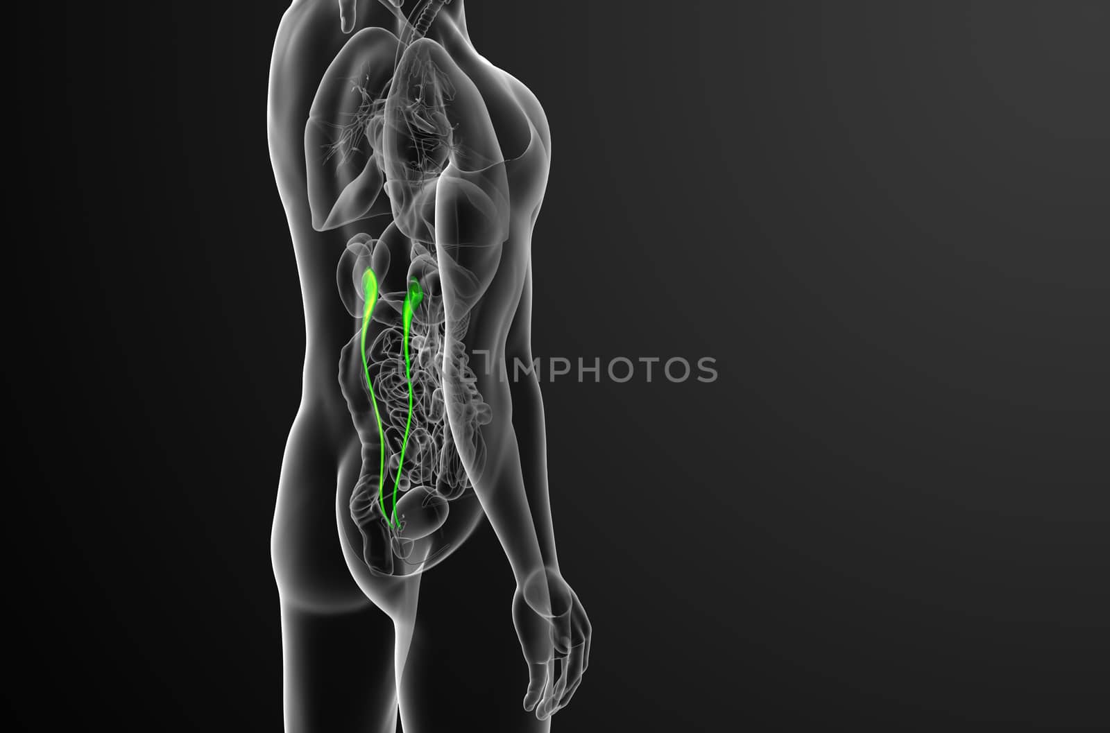 3d render medical illustration of the ureter - side view