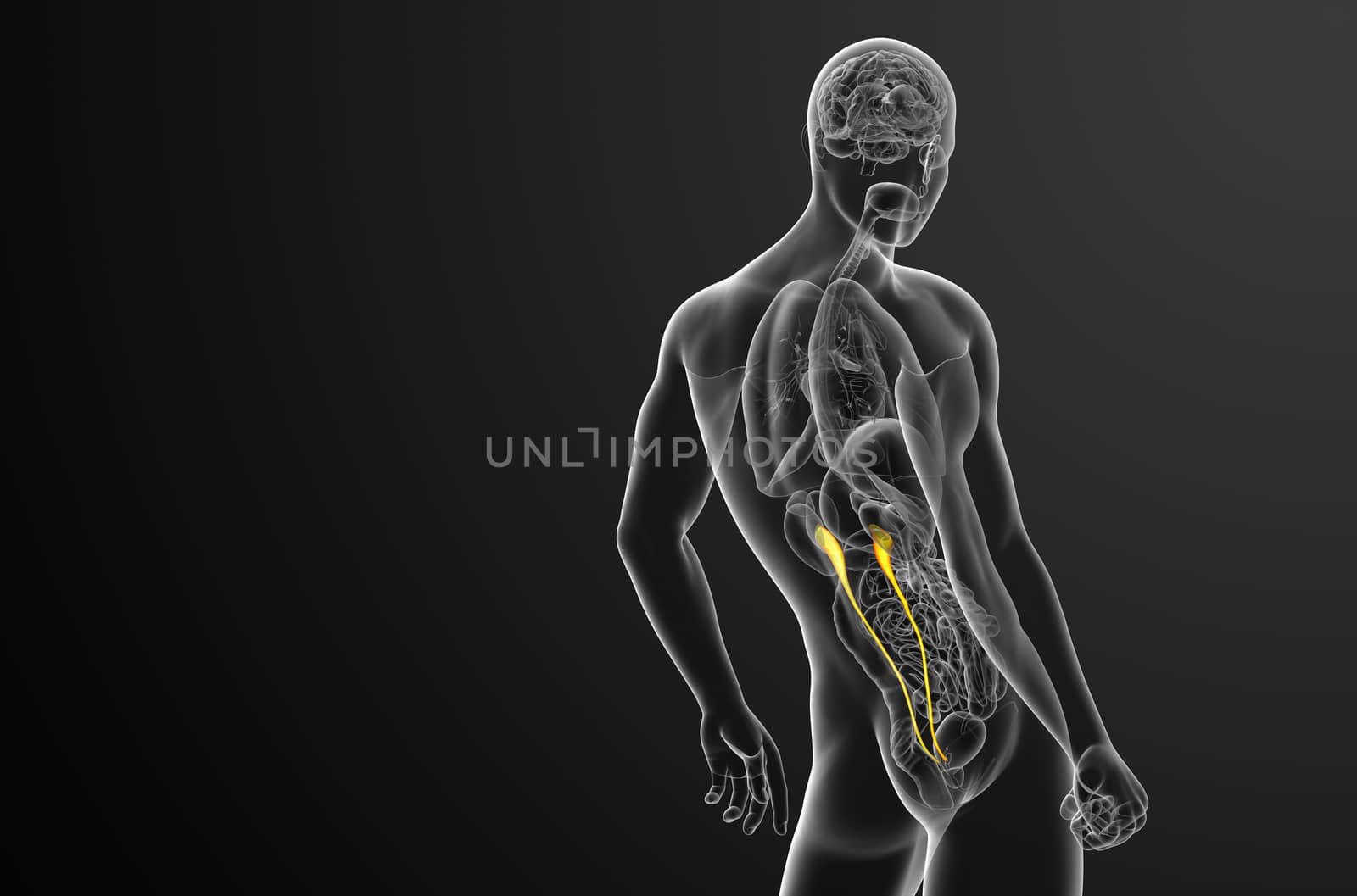 3d render medical illustration of the ureter - side view