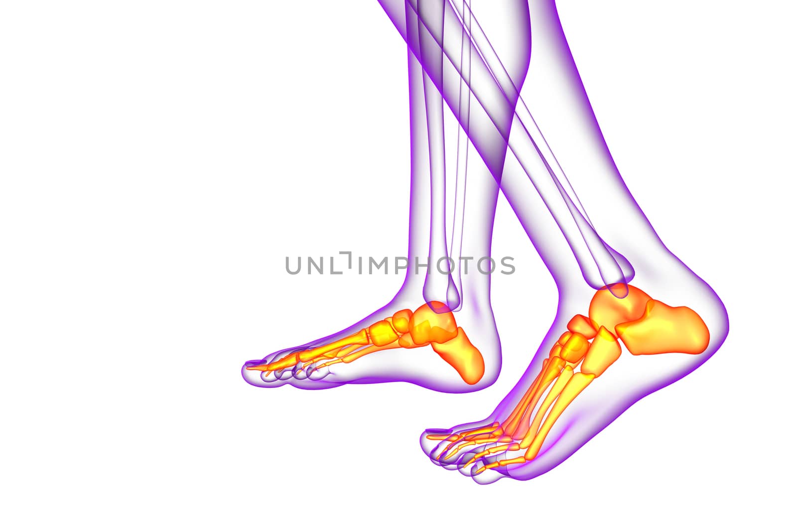 3d render medical illustration of the foot bone - side view