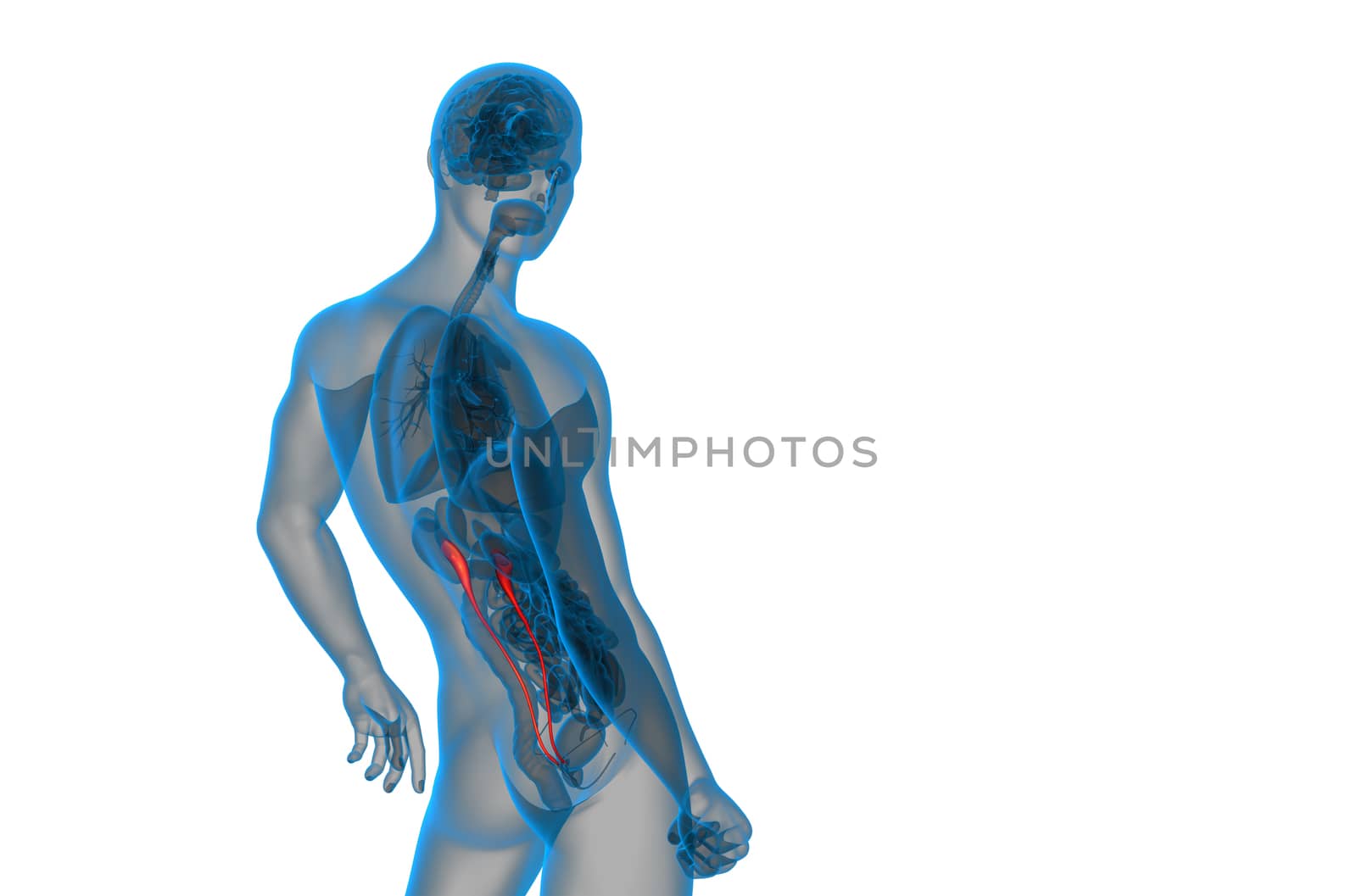 3d render medical illustration of the ureter - side view