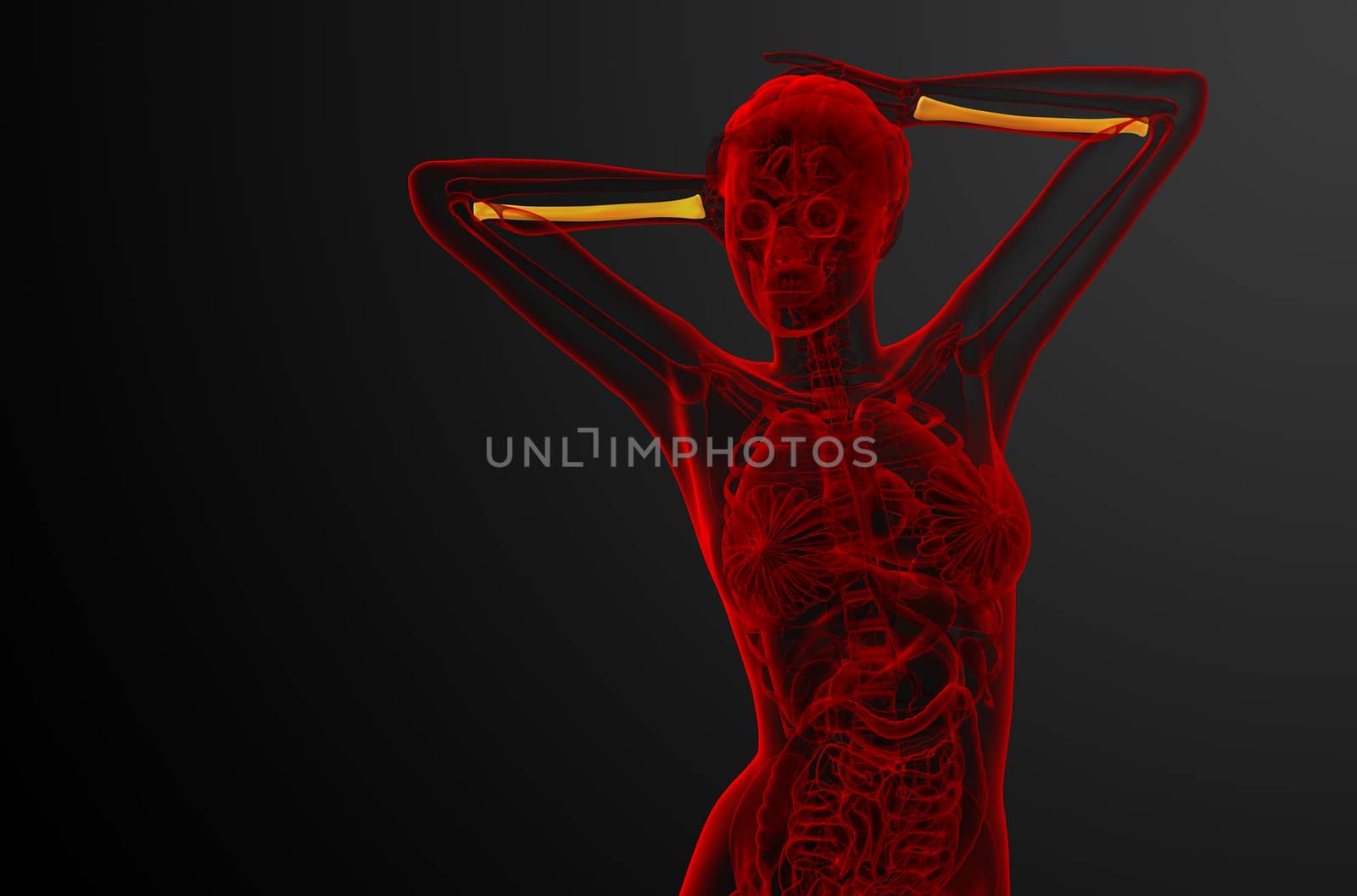3d render medical illustration of the radius bone - front view