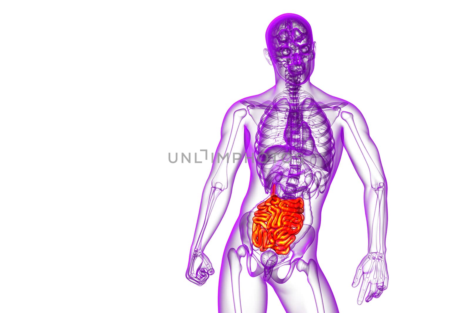 3d rendered illustration of the small intestine - front view