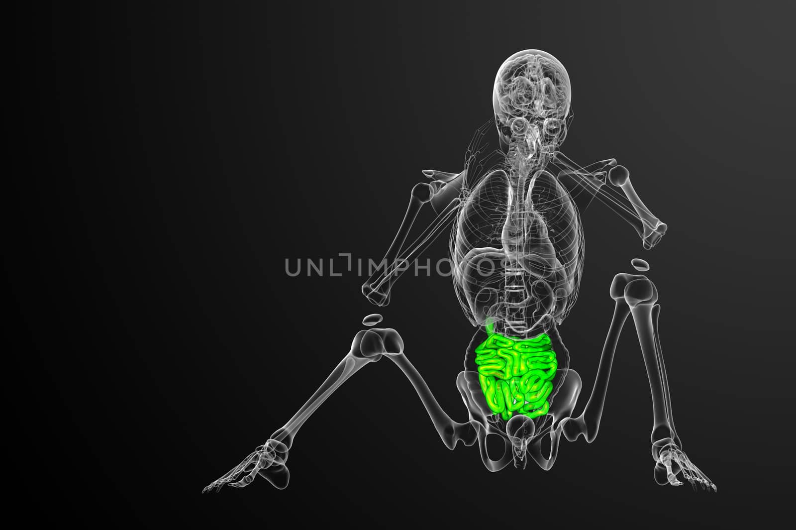 3d rendered illustration of the small intestine - front view