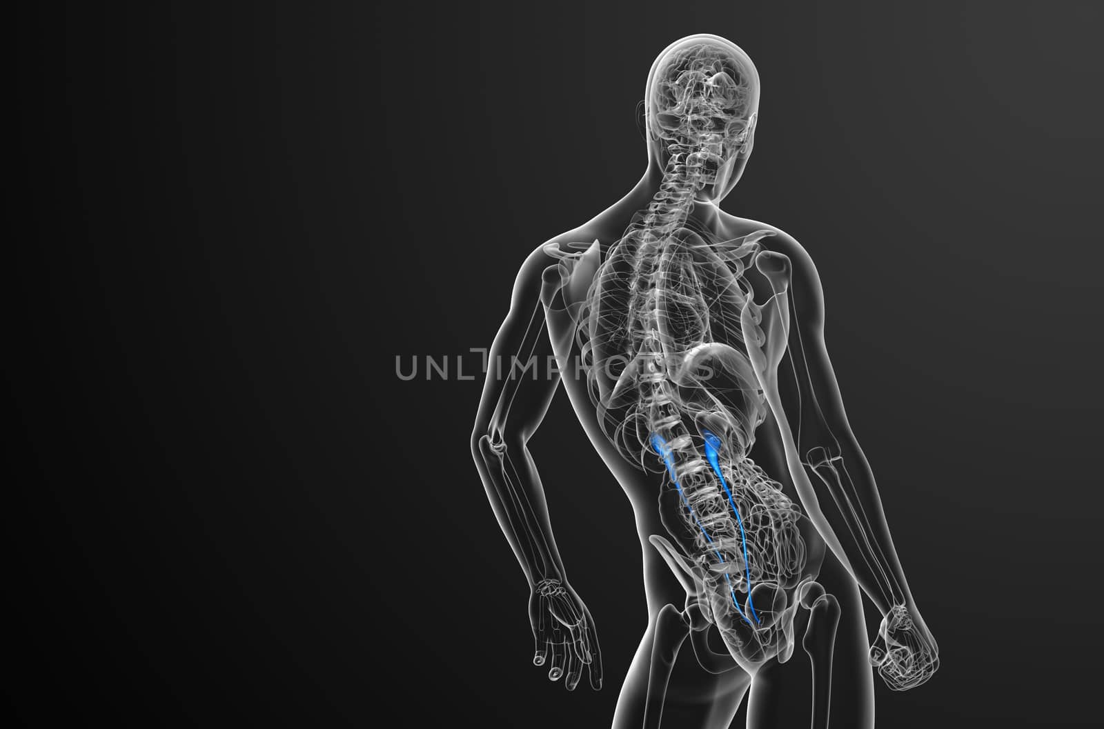 3d render medical illustration of the ureter - side view