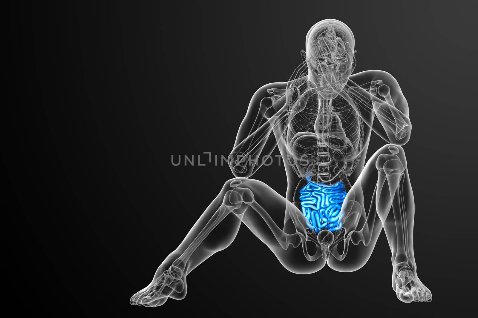 3d rendered illustration of the small intestine - front view