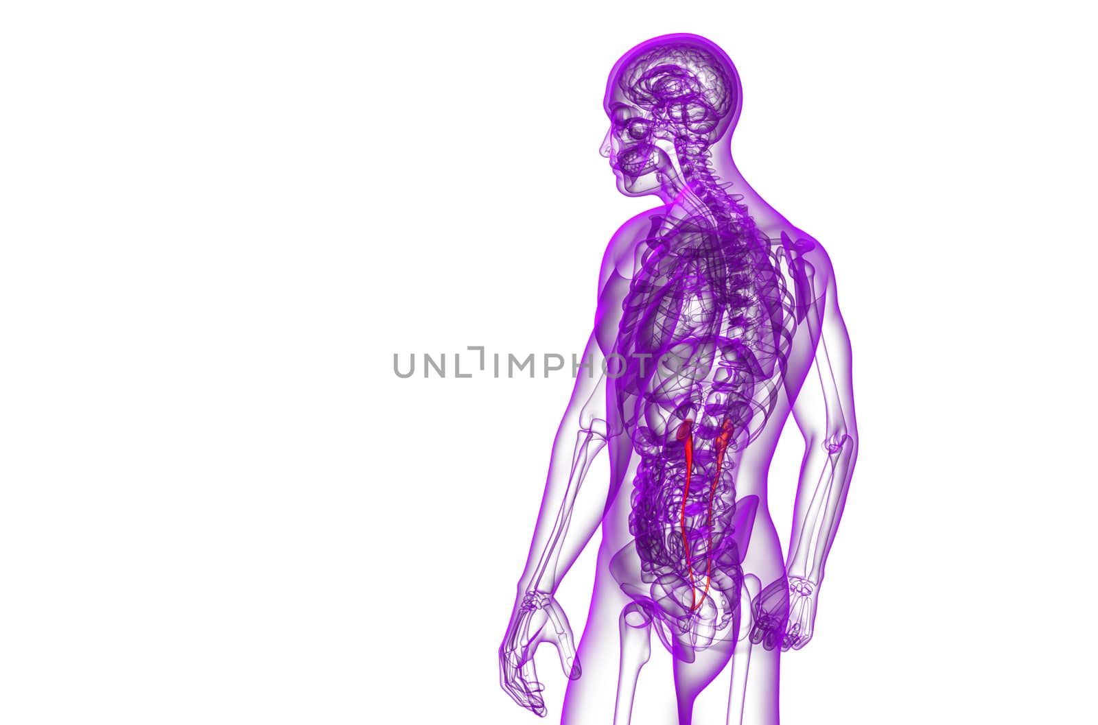 3d render medical illustration of the ureter - side view