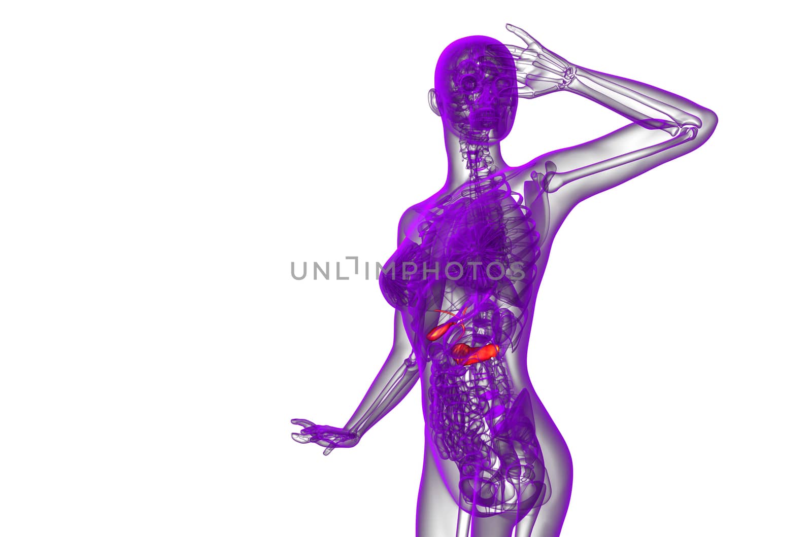 3d render medical illustration of the gallblader and pancrease - side view