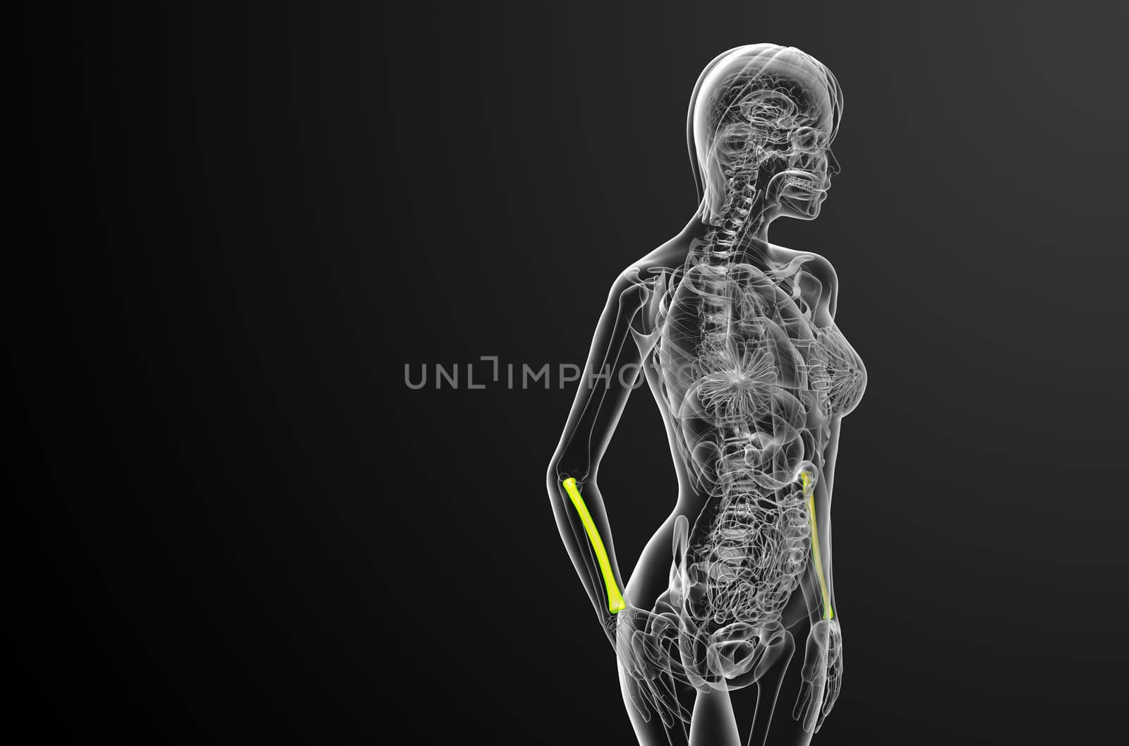 3d render medical illustration of the radius bone - side view