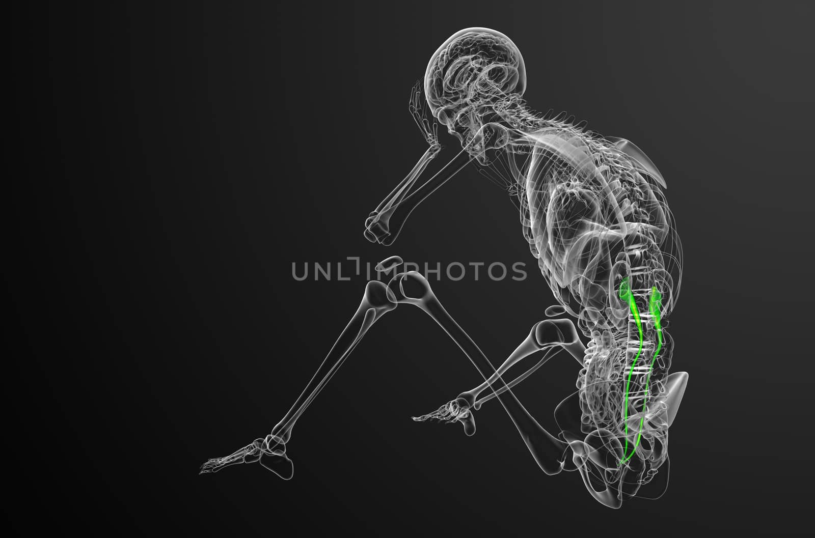 3d render medical illustration of the ureter - side view