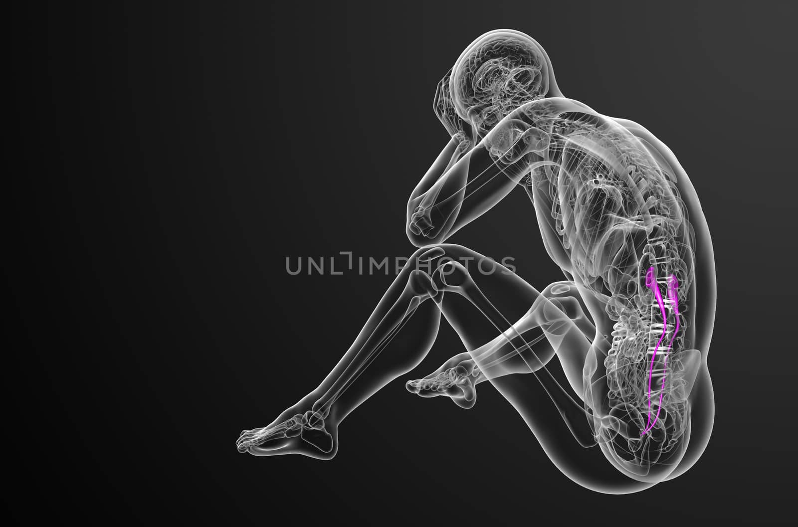 3d render medical illustration of the ureter - side view