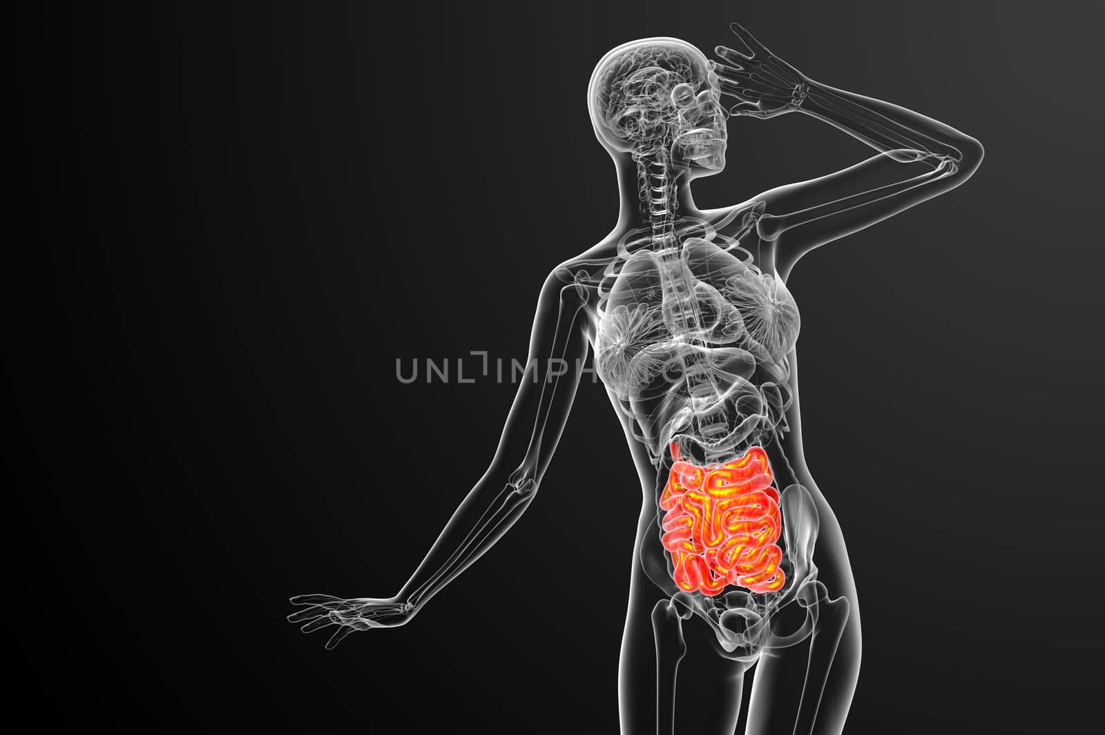 3d rendered illustration of the small intestine - front view