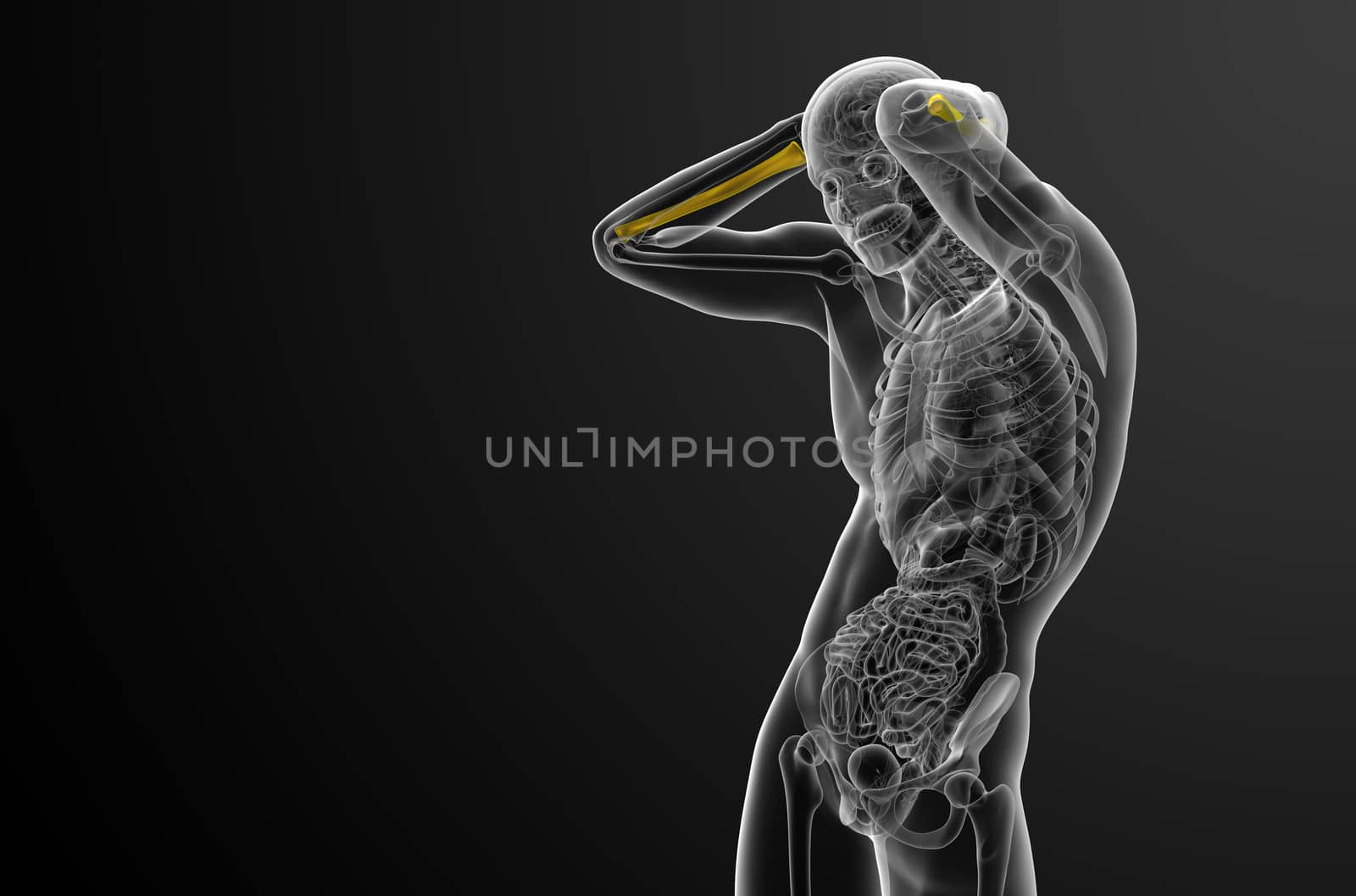 3d render medical illustration of the radius bone - side view