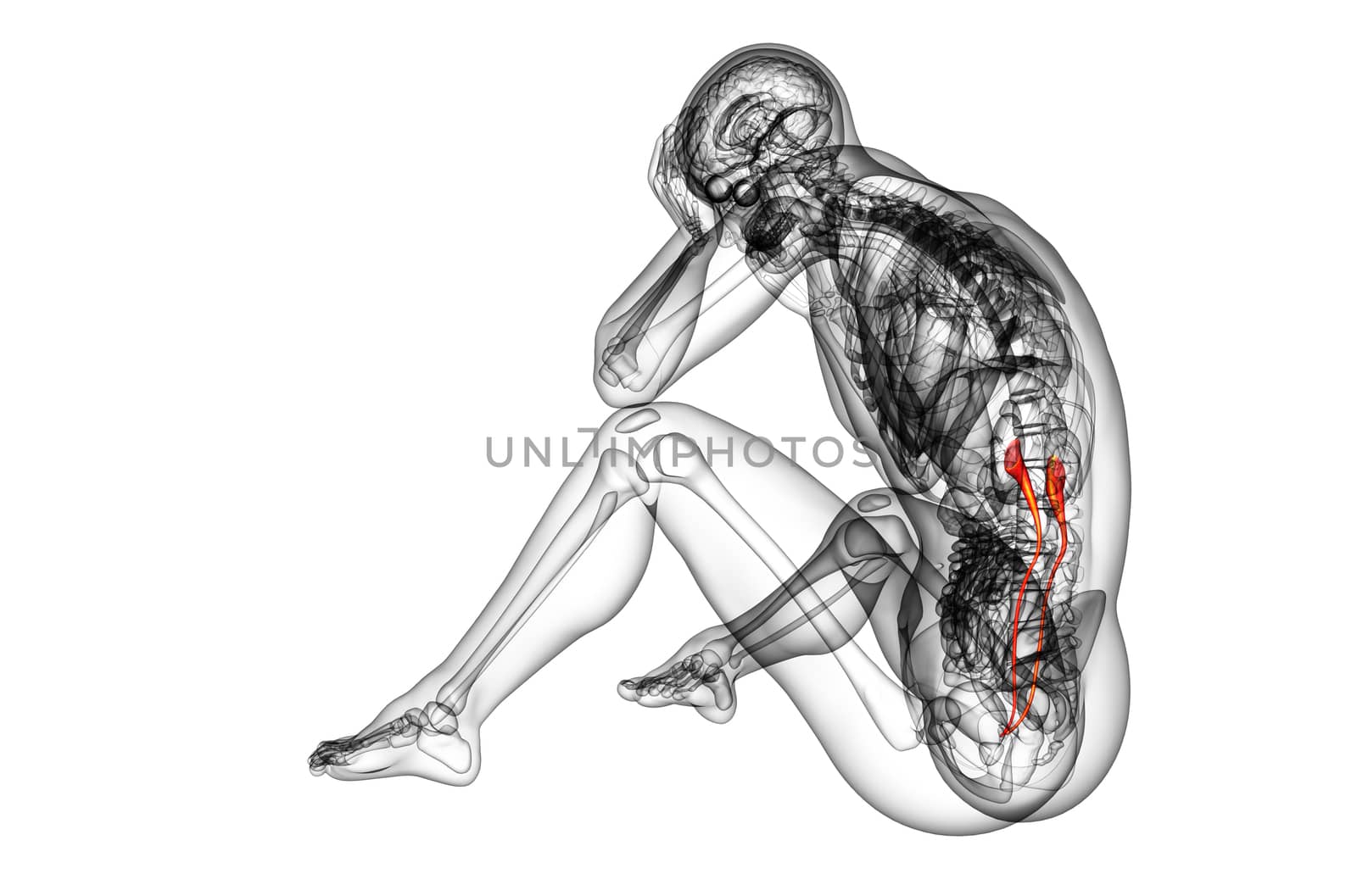 3d render medical illustration of the ureter - side view