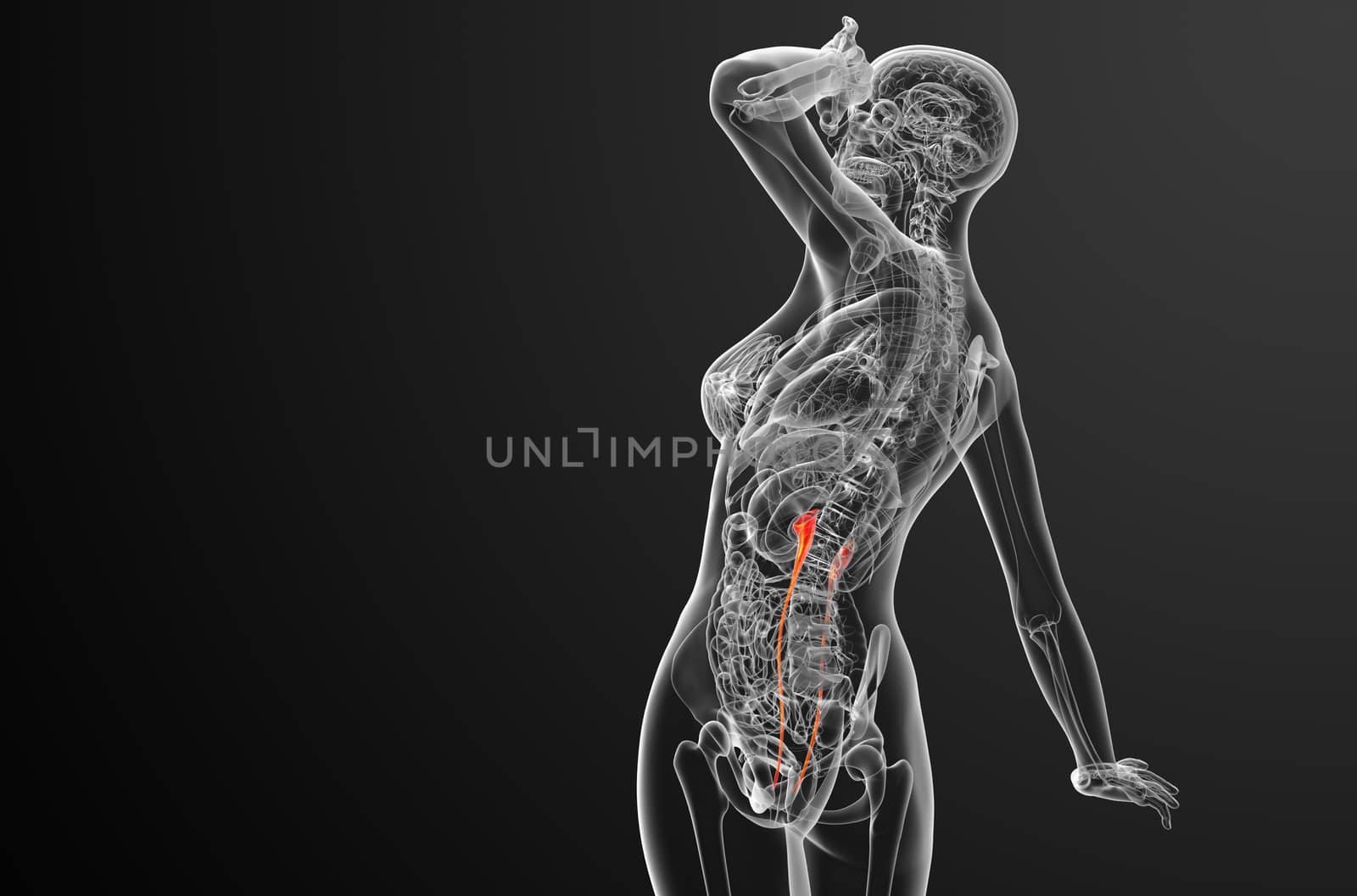 3d render medical illustration of the ureter - side view