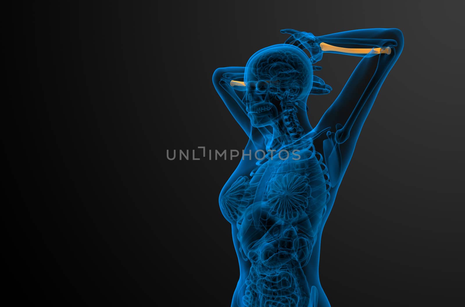 3d render medical illustration of the radius bone - side view