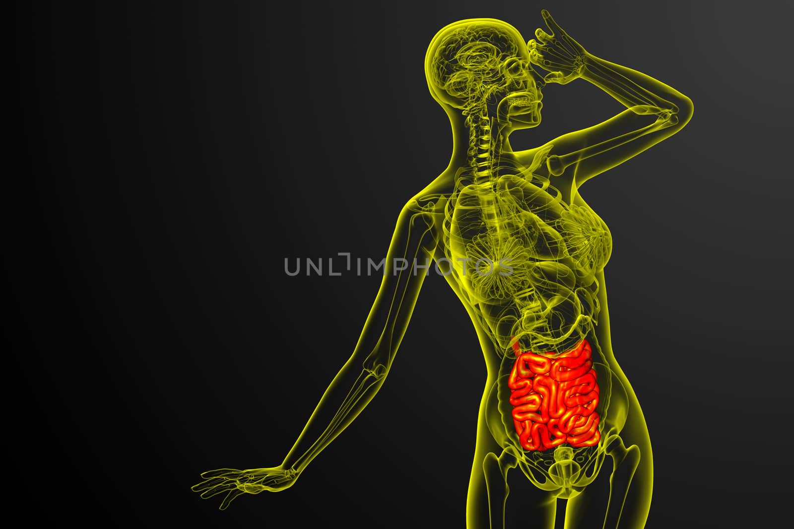 3d rendered illustration of the small intestine - front view