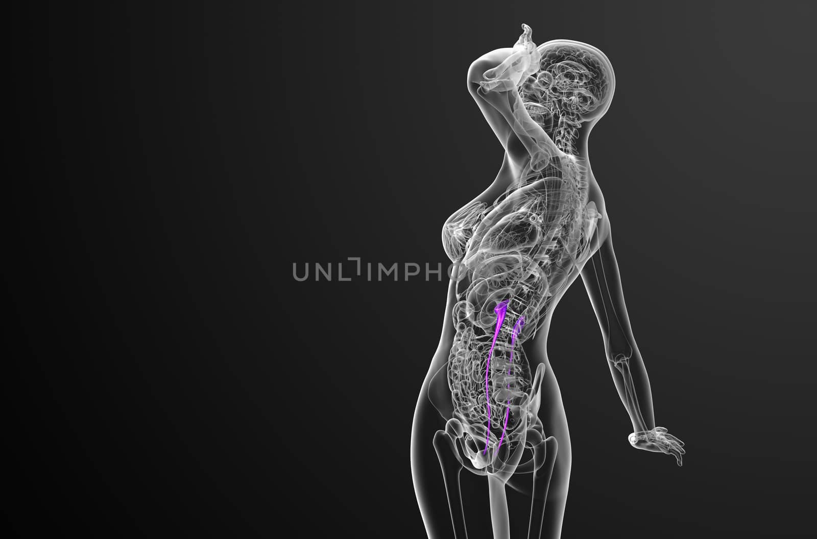 3d render medical illustration of the ureter - side view