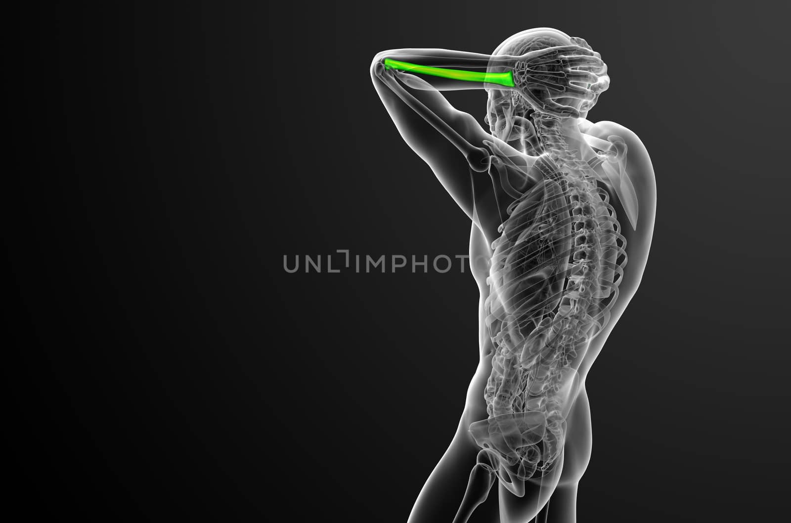 3d render medical illustration of the radius bone - side view