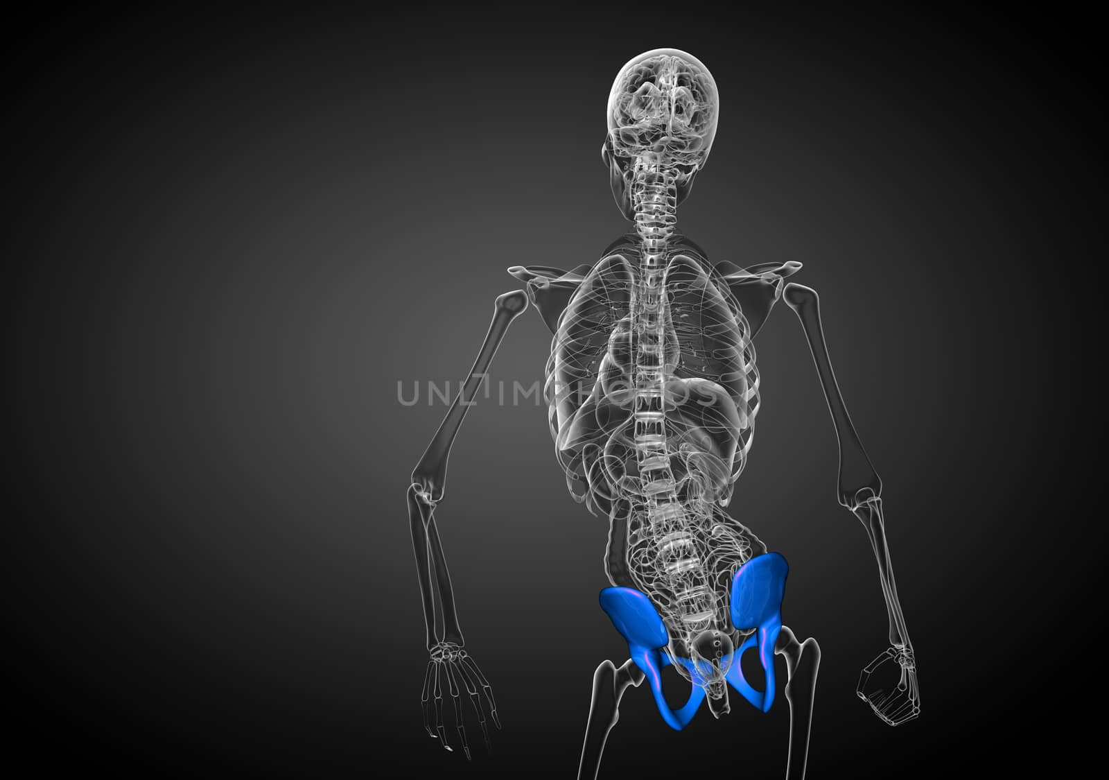 3D medical illustration of the pelvis bone - back view