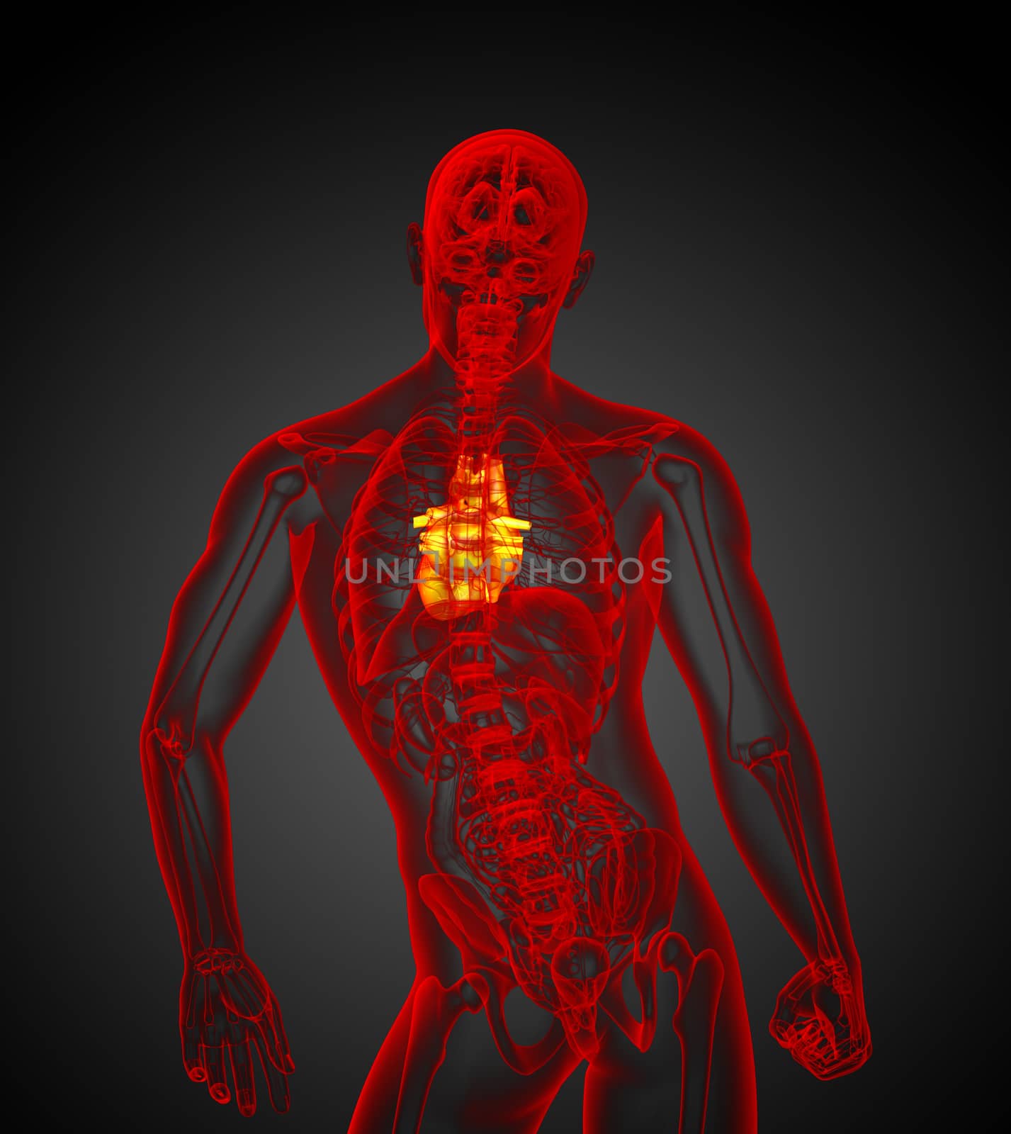 3d render medical illustration of the human heart by maya2008