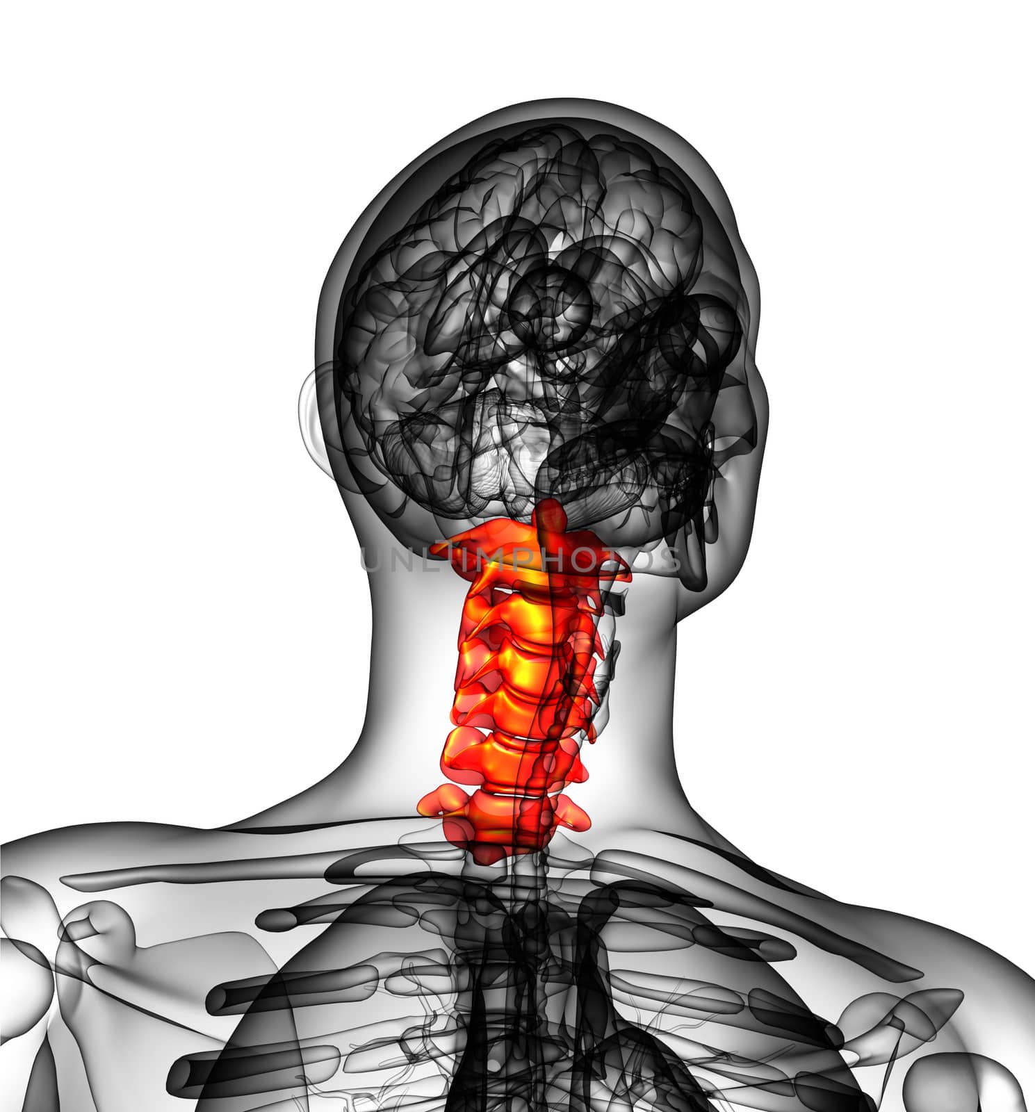 3d render medical illustration of the cervical spine - front view