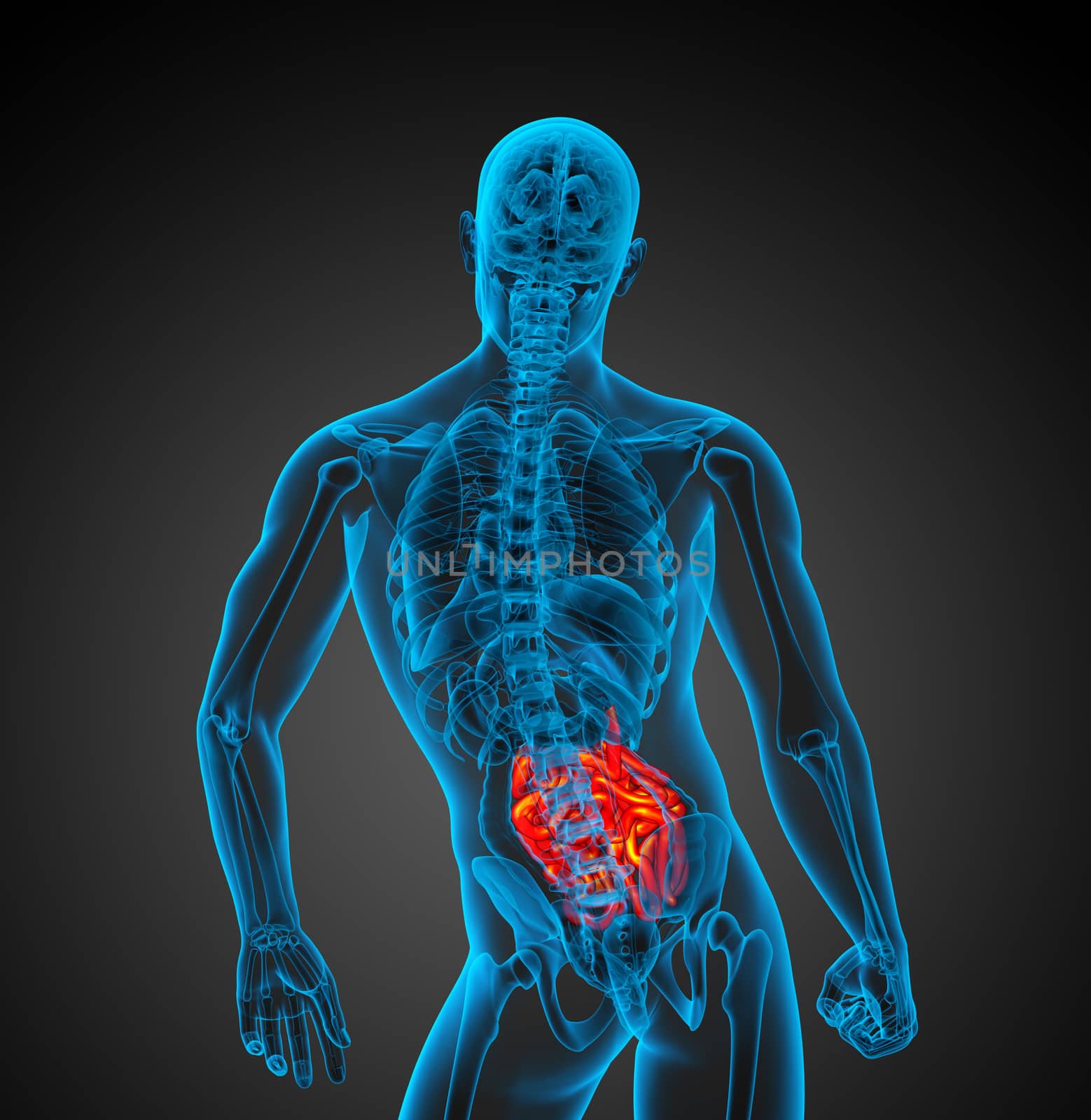 3d rendered illustration of the male small intestine - back view