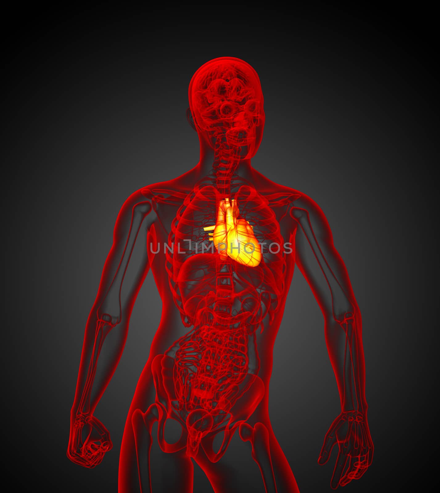3d render medical illustration of the human heart - front view