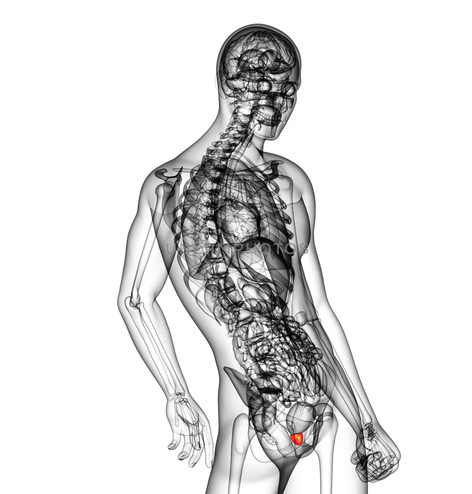 3d render medical illustration of the prostate gland - side view