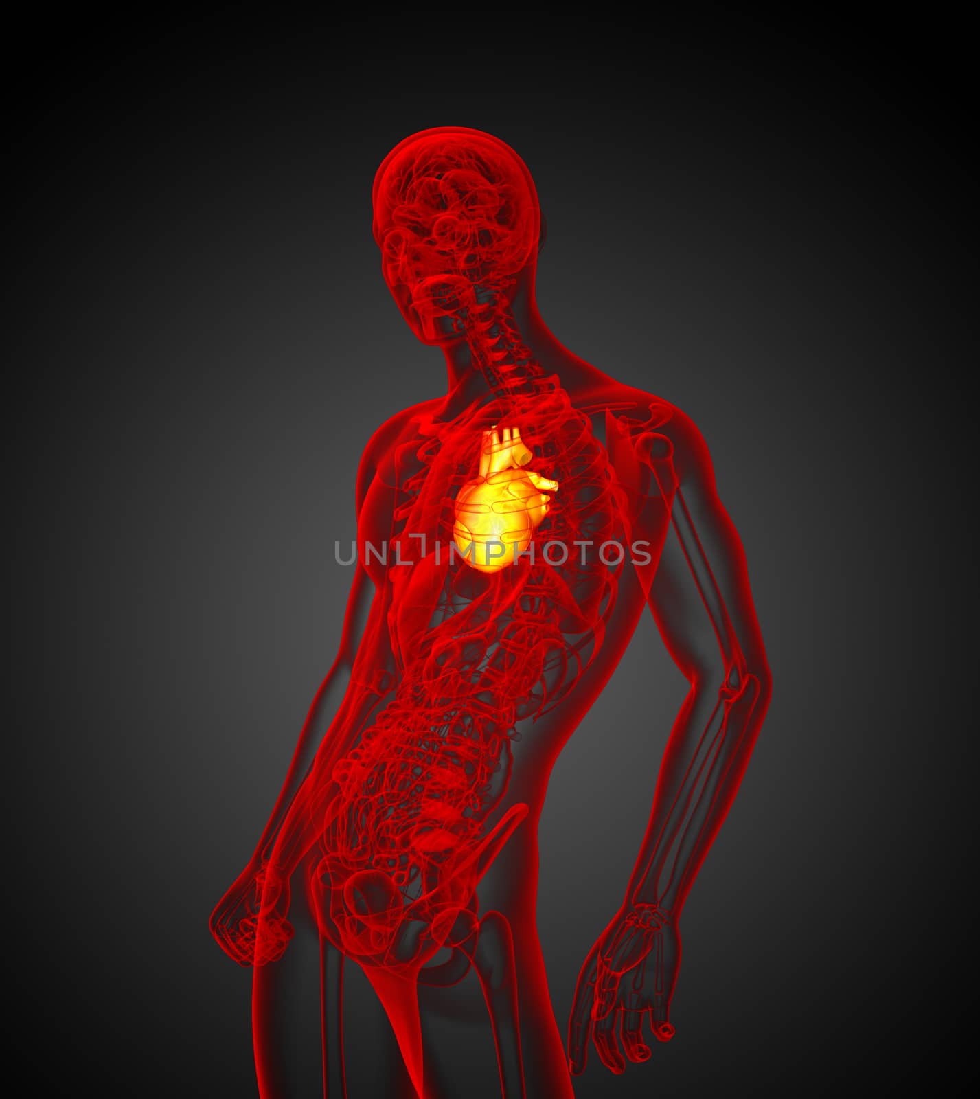 3d render medical illustration of the human heart - side view