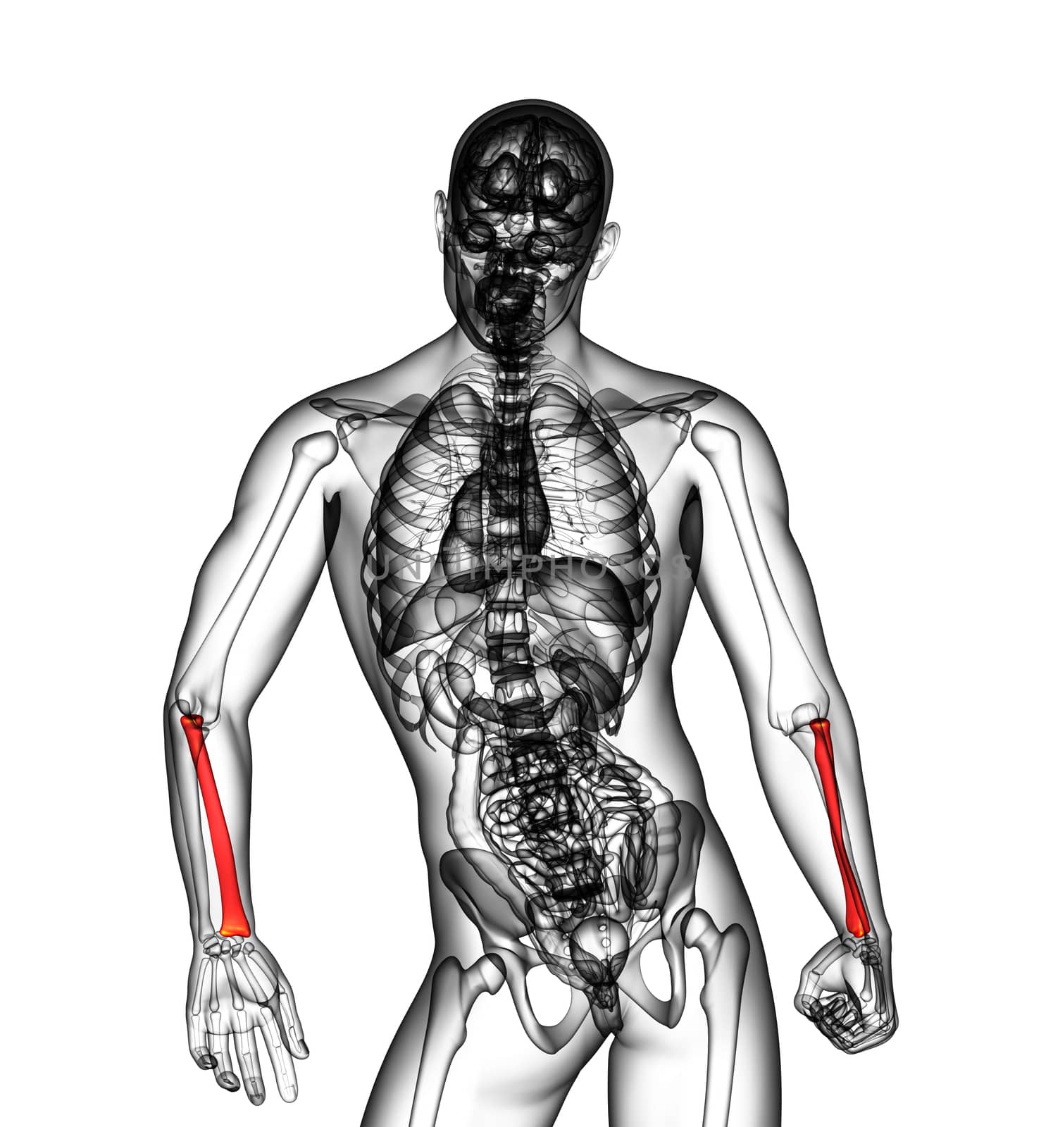 3d render medical illustration of the radius bone - back view