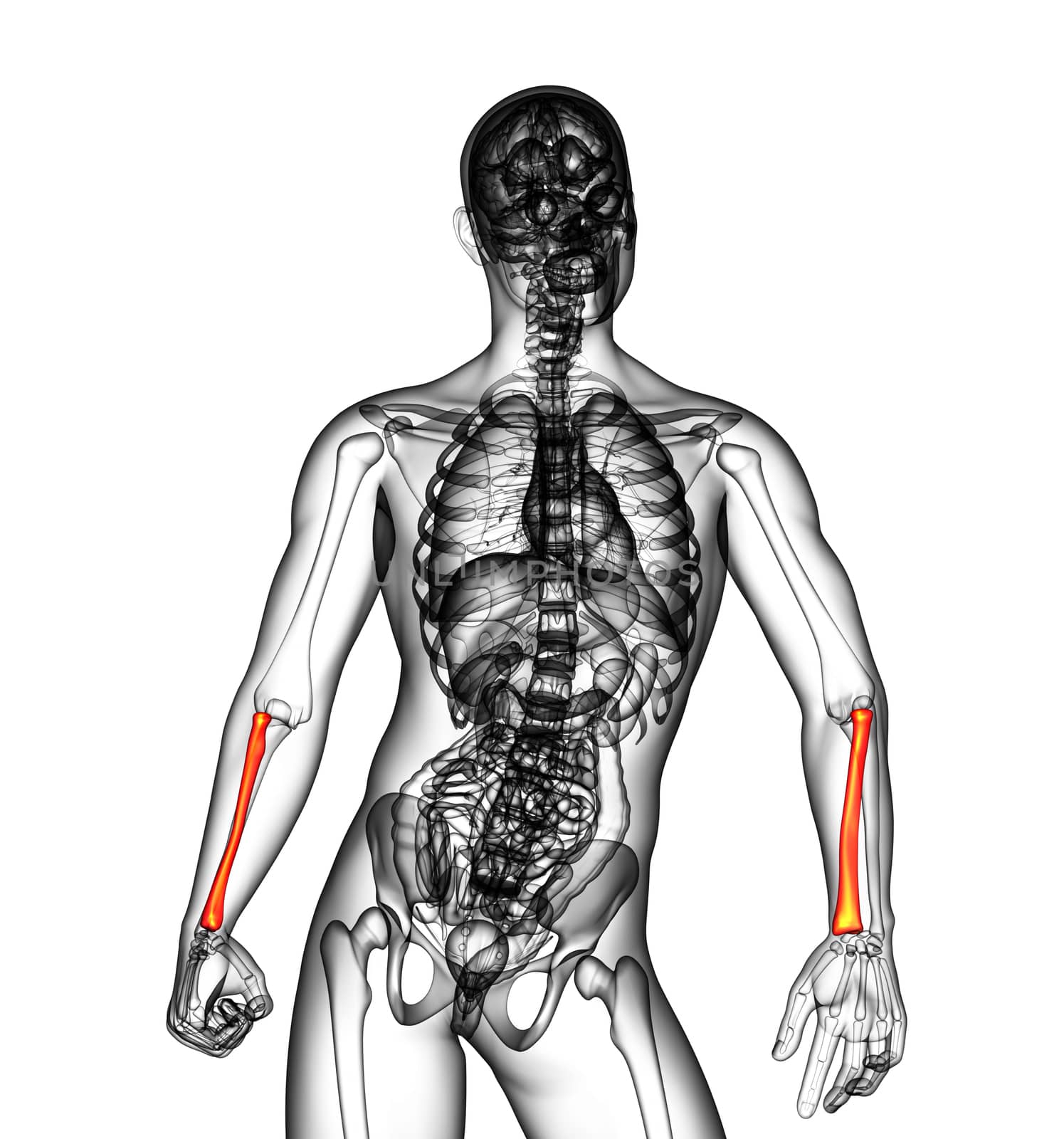 3d render medical illustration of the radius bone - front view