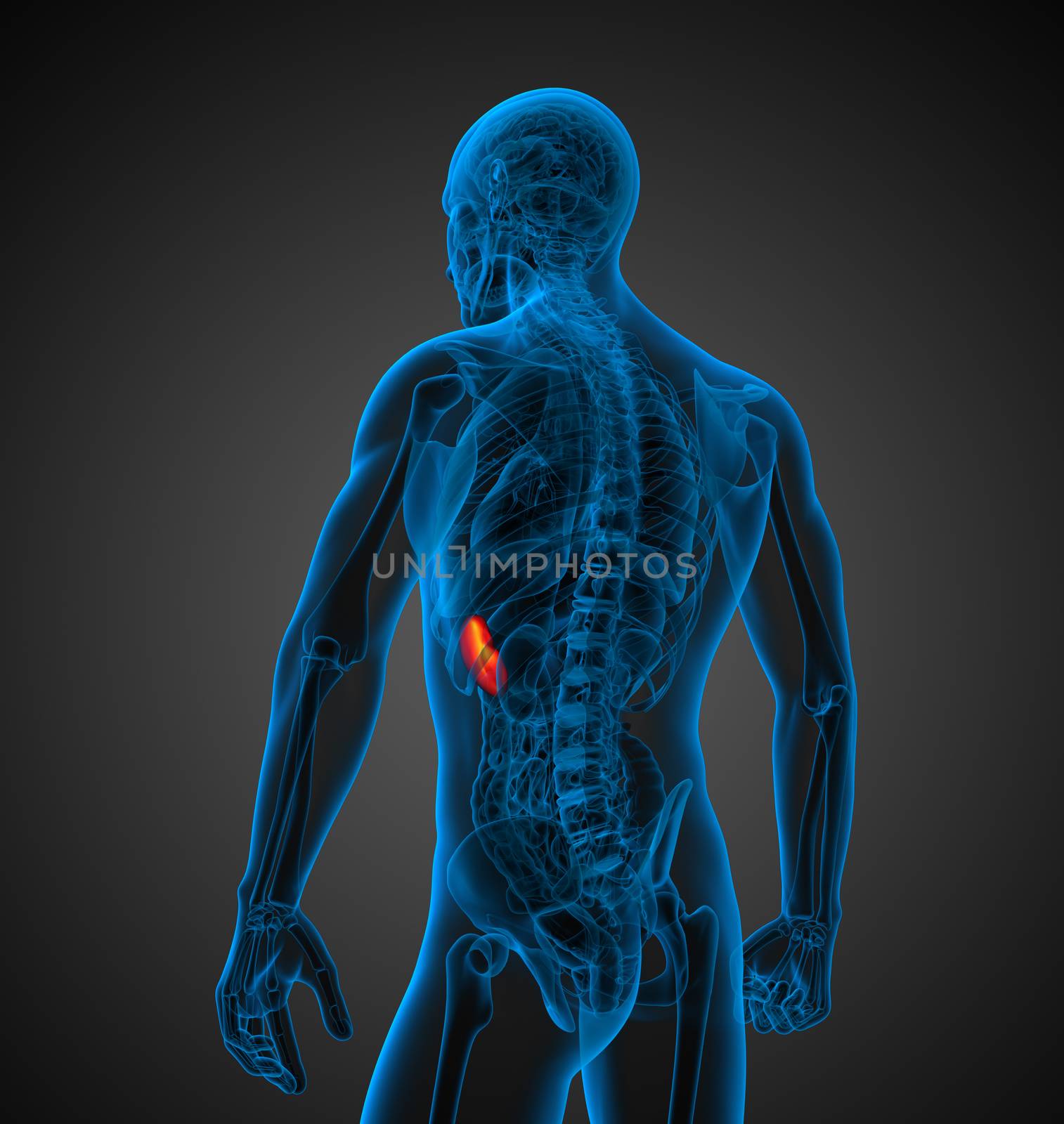 3d render medical illustration of the spleen - back view