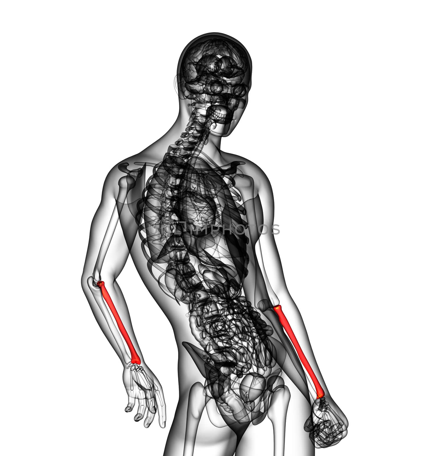 3d render medical illustration of the radius bone - side view