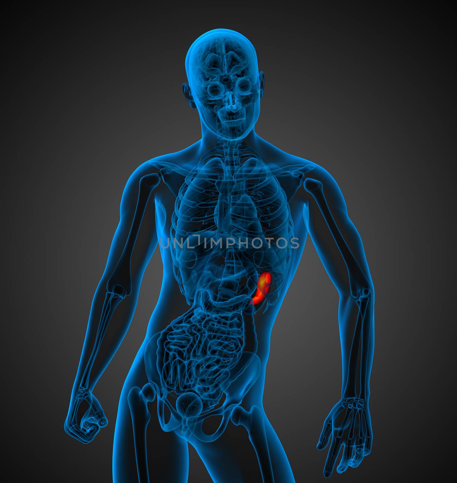 3d render medical illustration of the spleen - front view