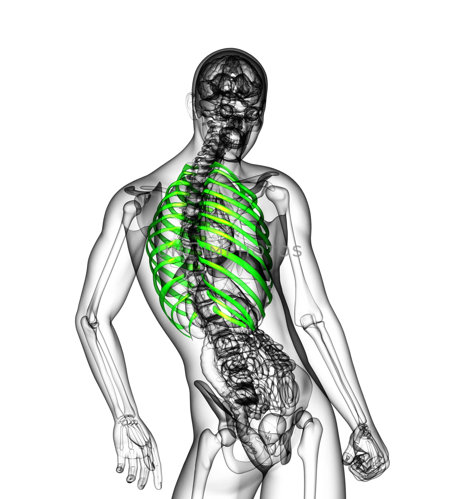3d render medical illustration of the ribcage - side view
